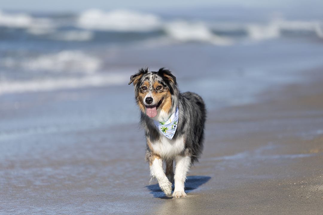 Shores Double Sided Dog Bandana