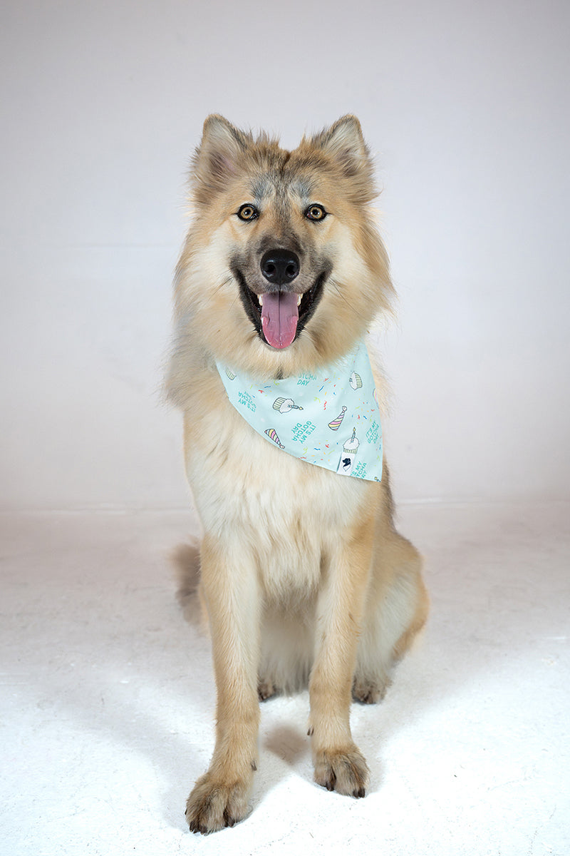 Birthday Boy & Gotcha Day Double Sided Dog Bandana