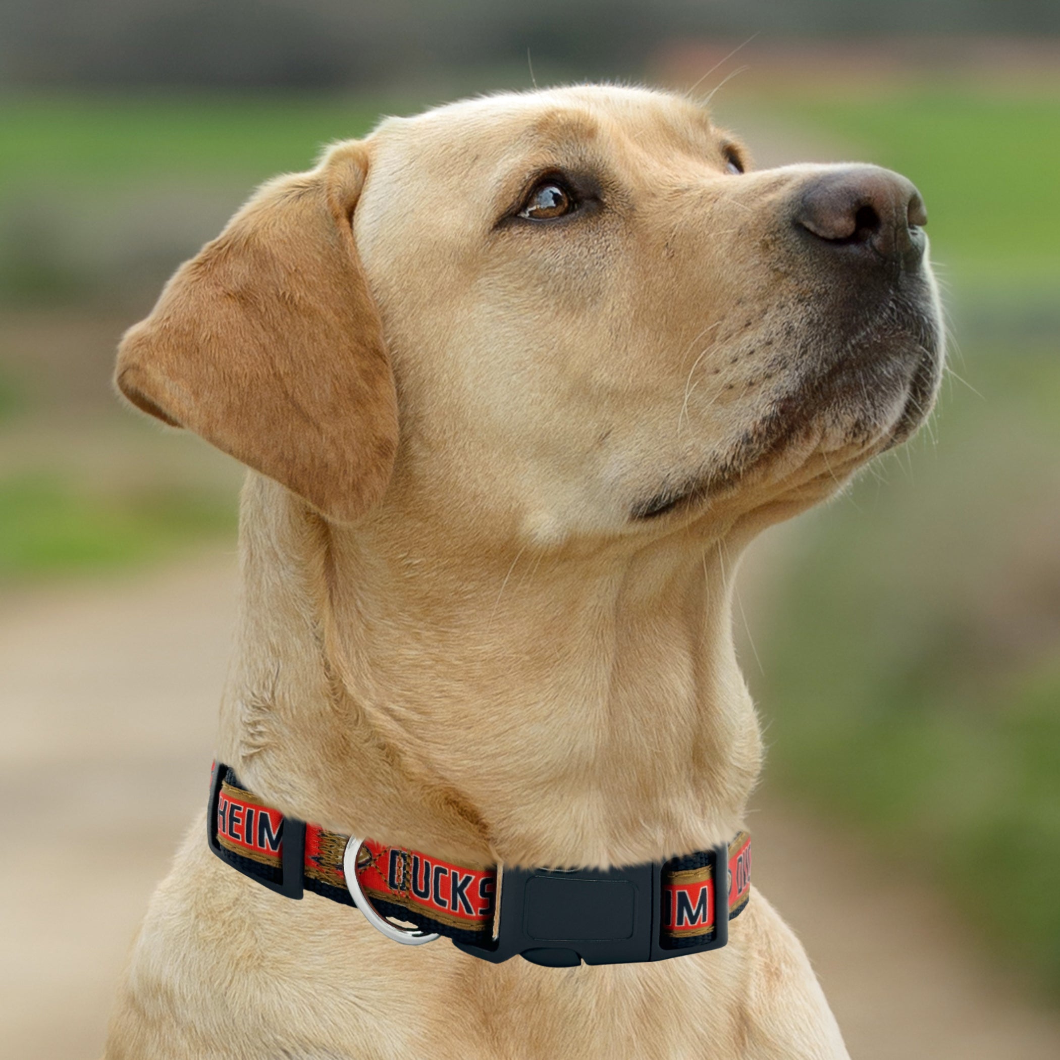 ANAHEIM DUCKS SATIN COLLAR - Image 3