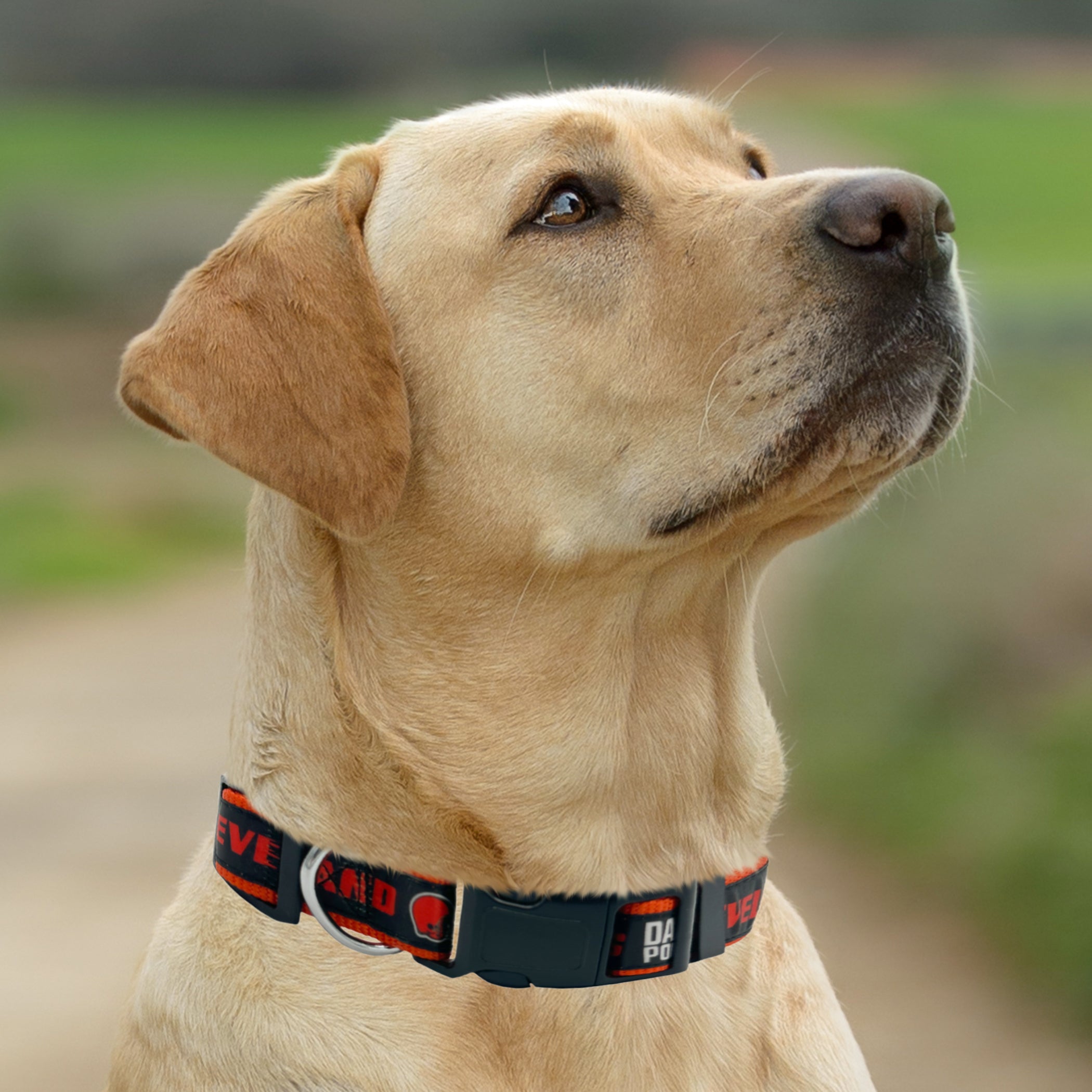 Cleveland Browns Satin Collar - Image 3