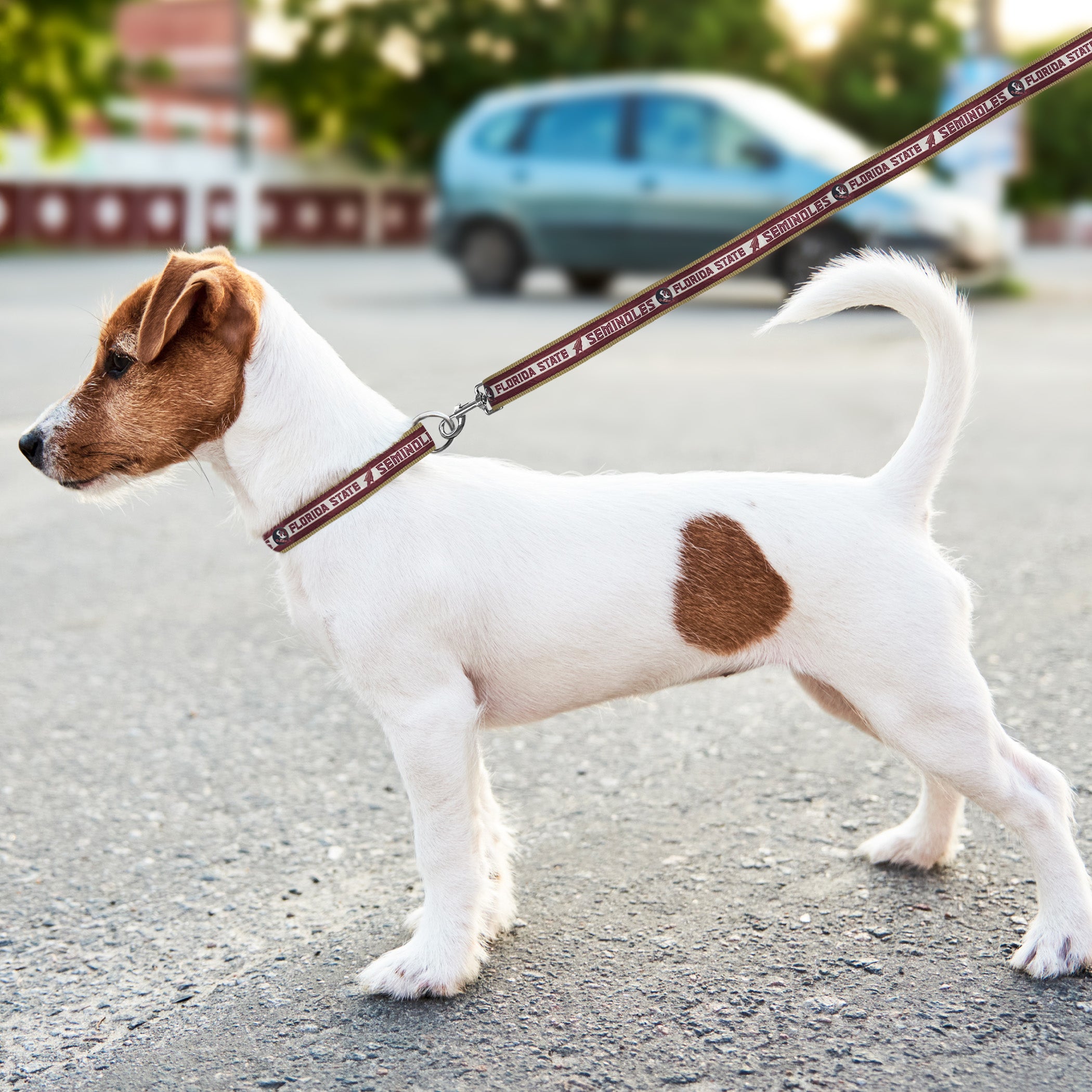 FLORIDA STATE SATIN LEASH - Image 2
