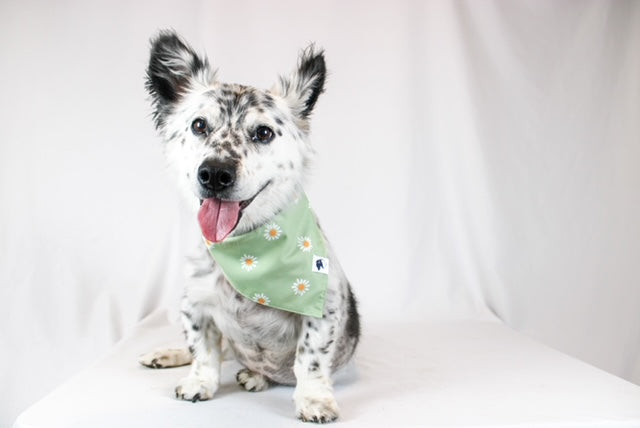 Daisy Double Sided Dog Bandana