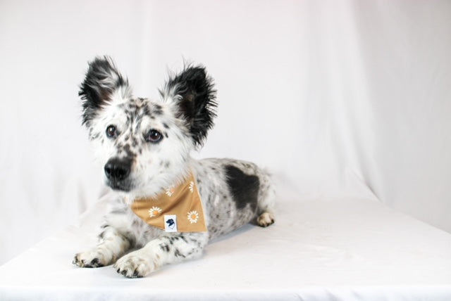 Daisy Double Sided Dog Bandana