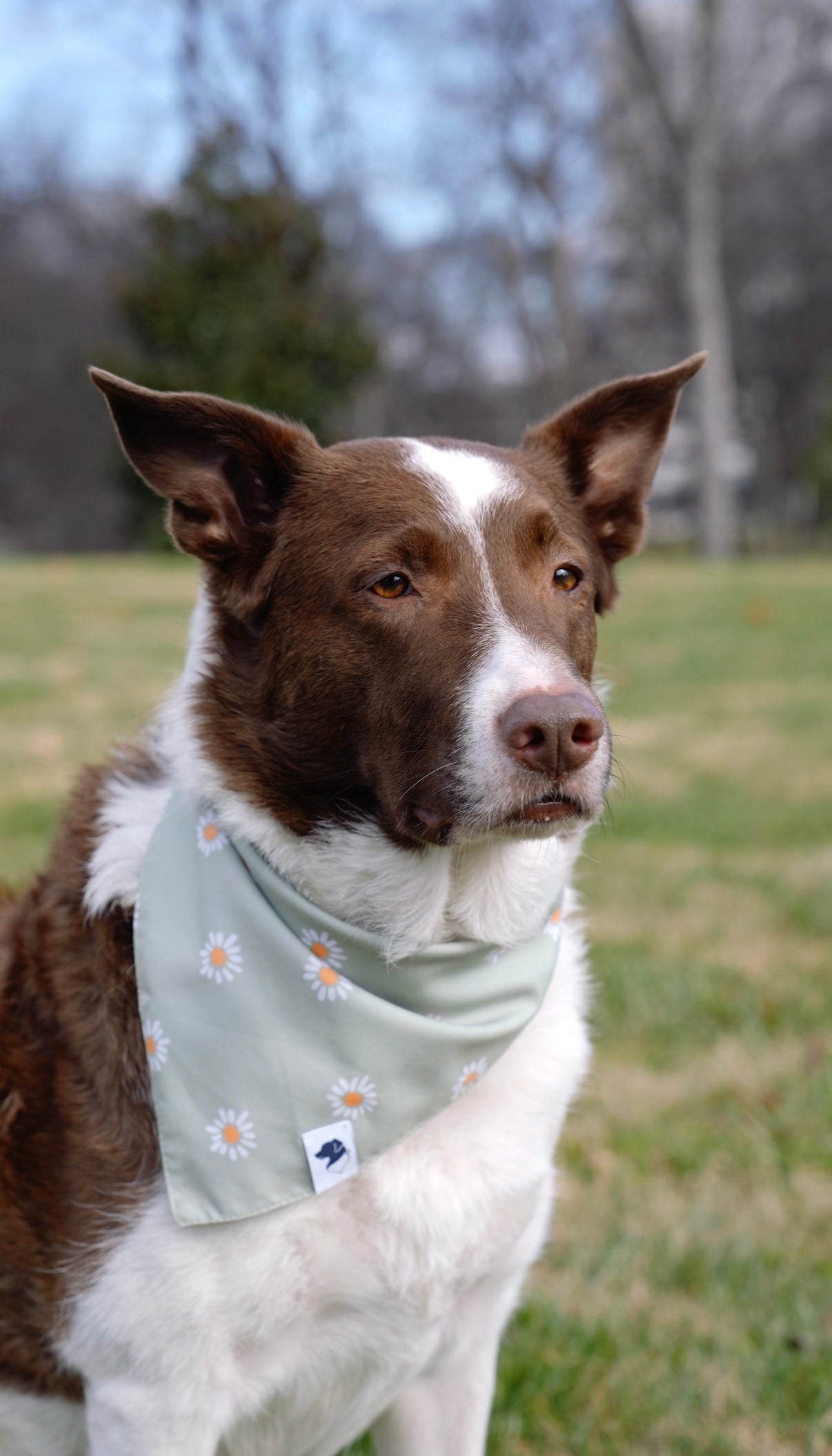Daisy Double Sided Dog Bandana