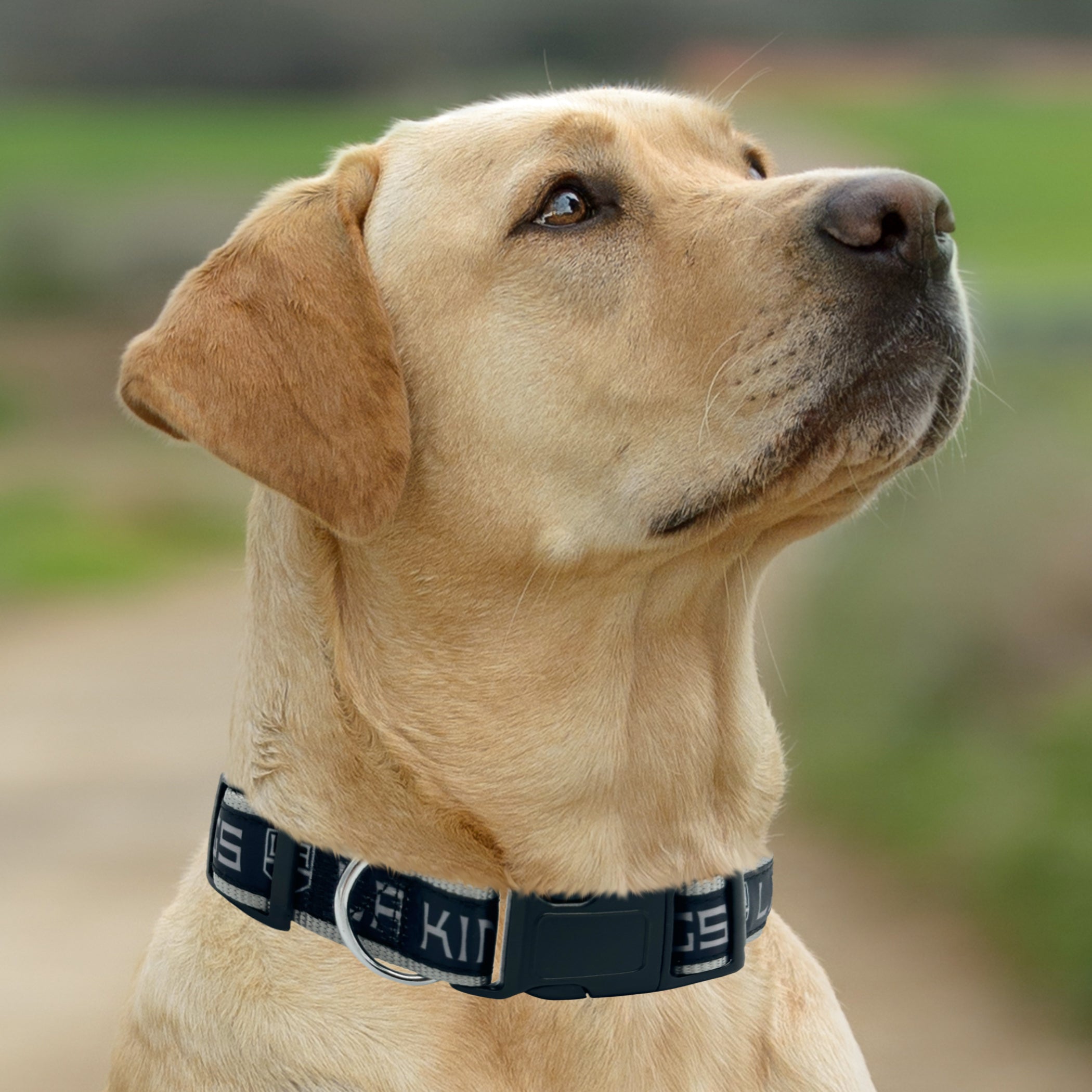 LOS ANGELES KINGS SATIN COLLAR - Image 3