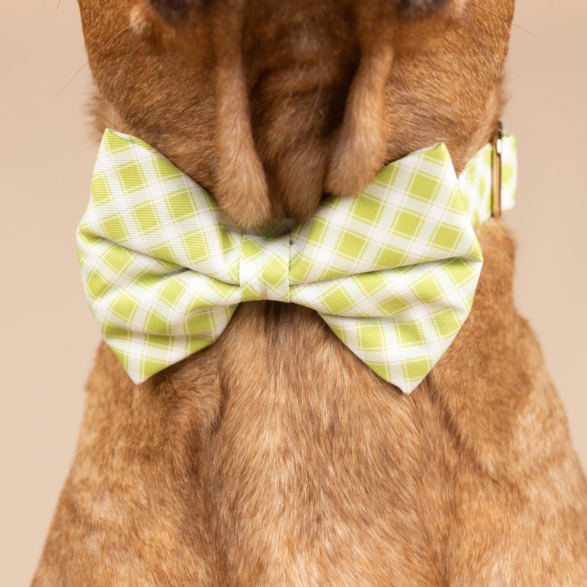 Bryce Bow Tie Dog Collar | Pink Papyrus