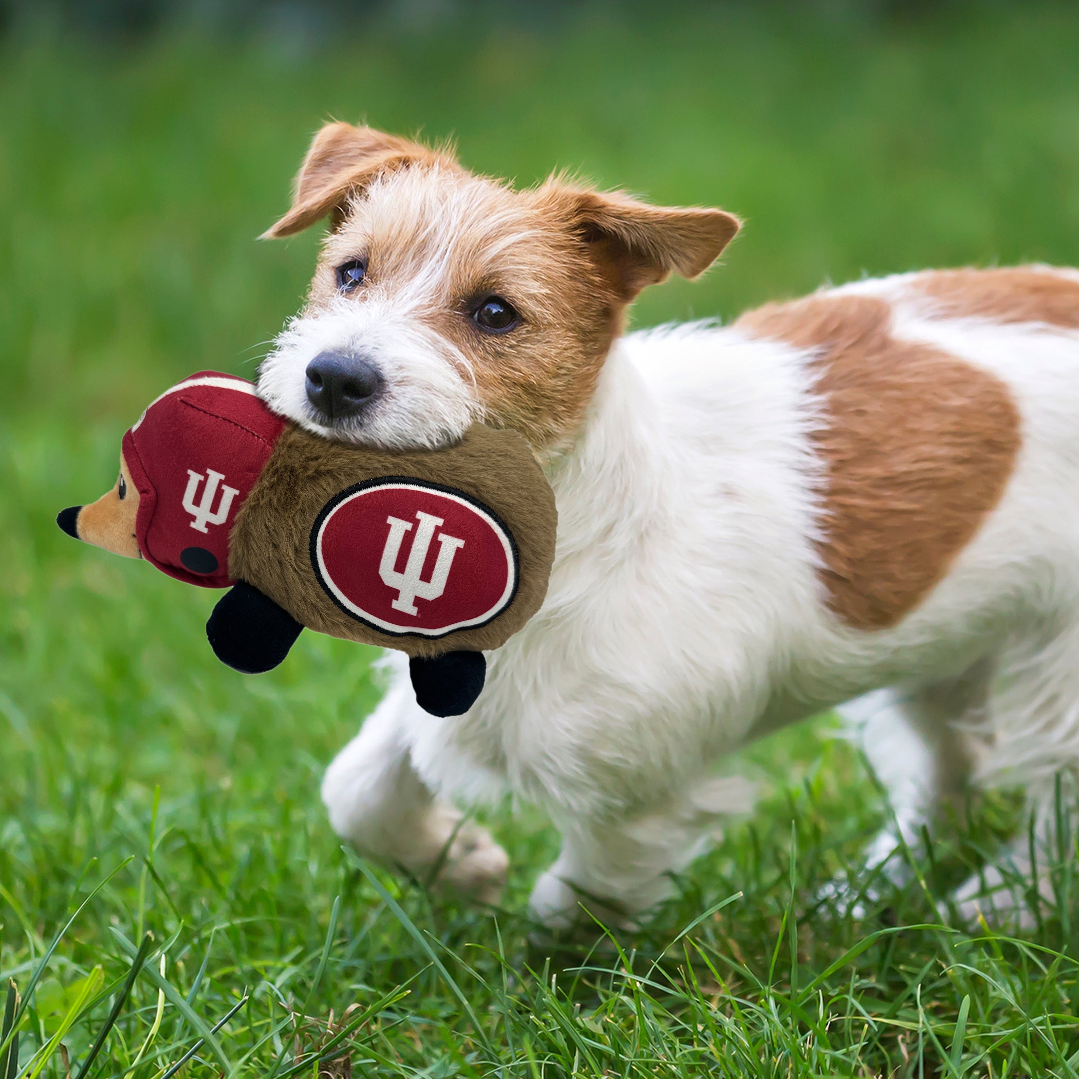 Indiana Plush Hedgehog Toy - Image 4