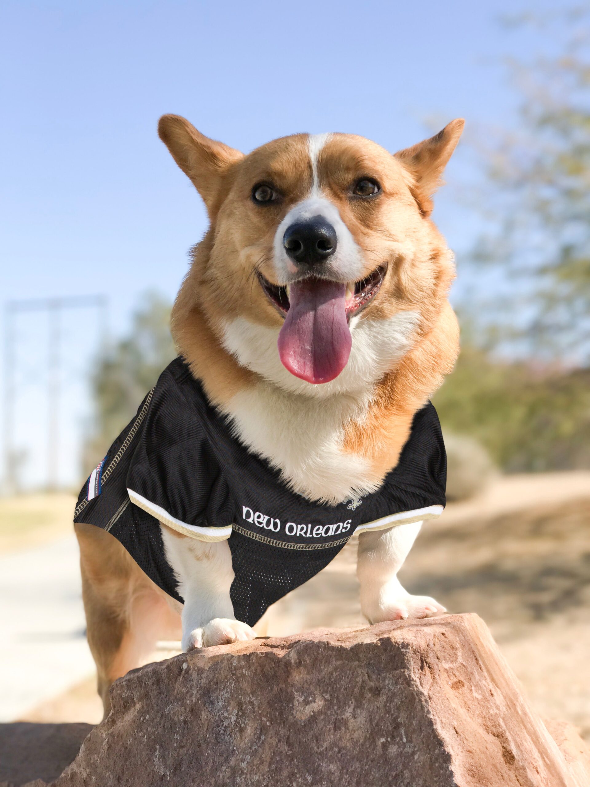 New Orleans Saints Mesh Pet Jersey - Image 4