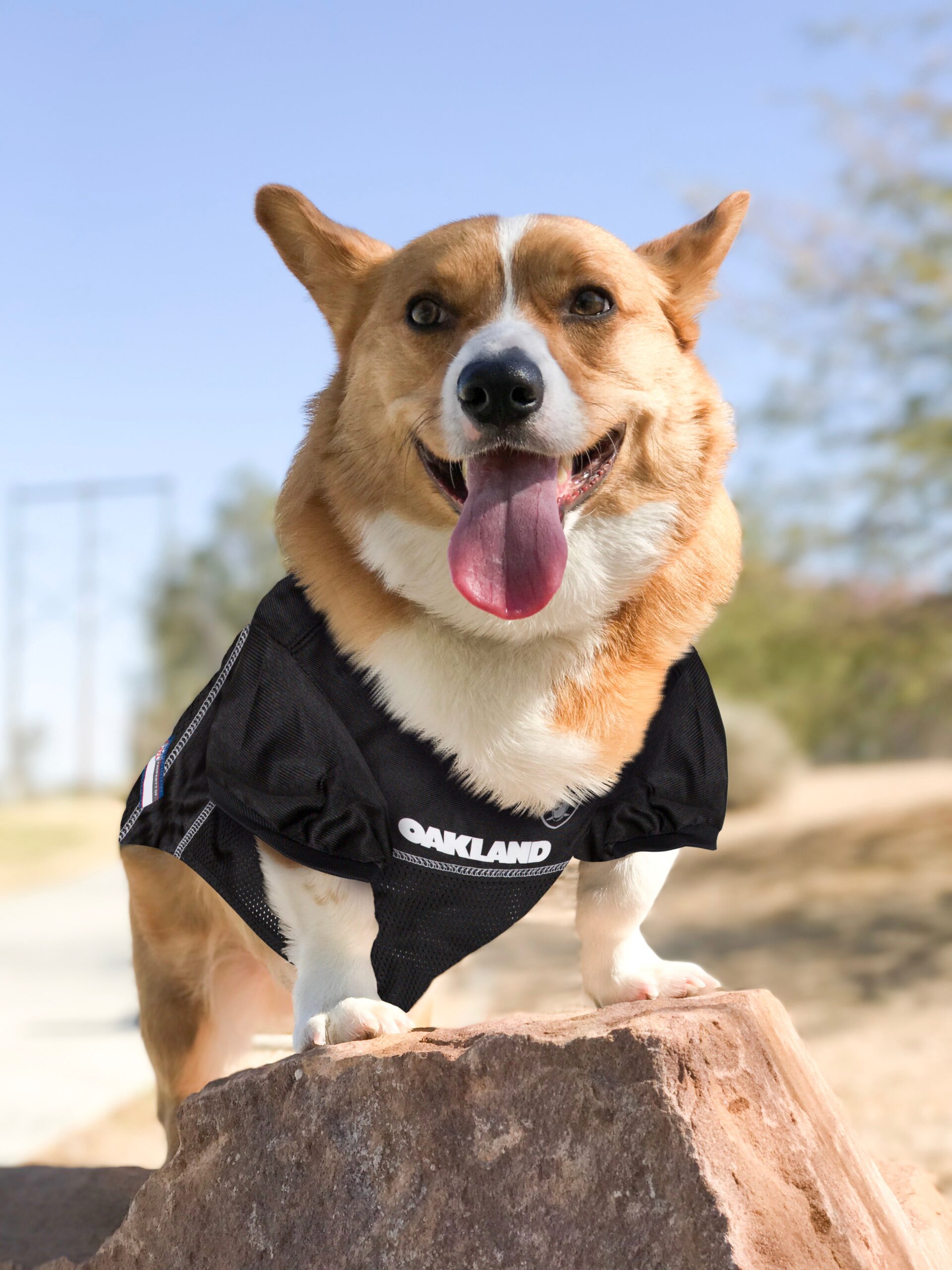 Raiders Pet Mesh Jersey - Image 4