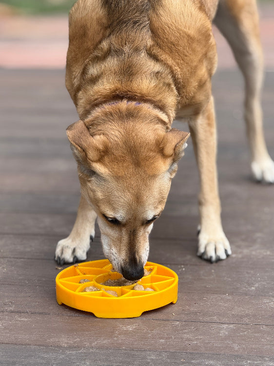SodaPup Sunflower eTray Shallow Slow Feeder Dog Bowl Enrichment | USA Made