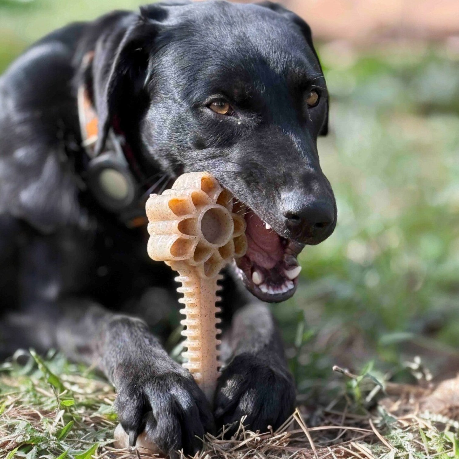 SodaPup Honey Bone Dental Flower Tower Indestructible Nylon Dog Chew Toy XL | USA