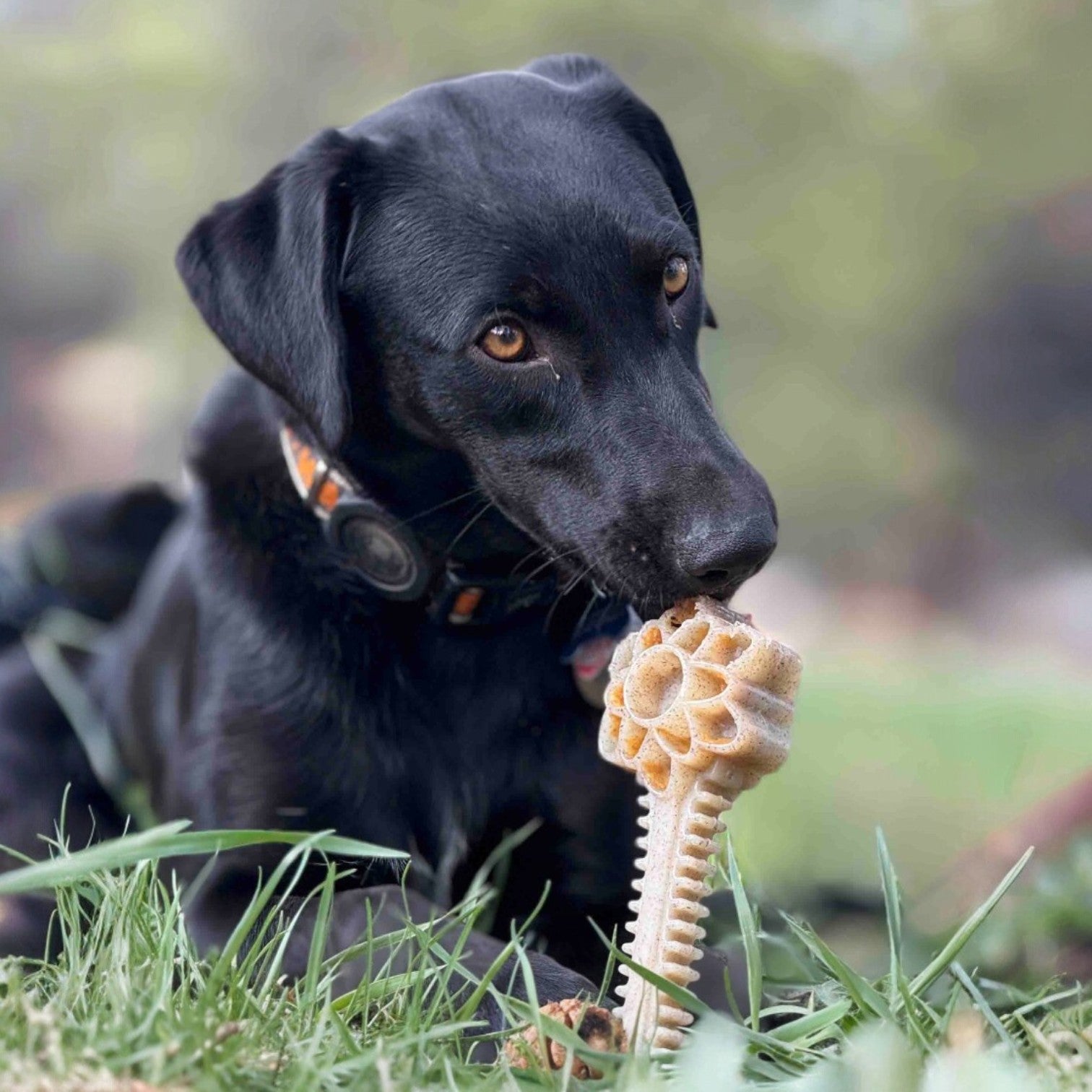 SodaPup Honey Bone Dental Flower Tower Indestructible Nylon Dog Chew Toy XL | USA