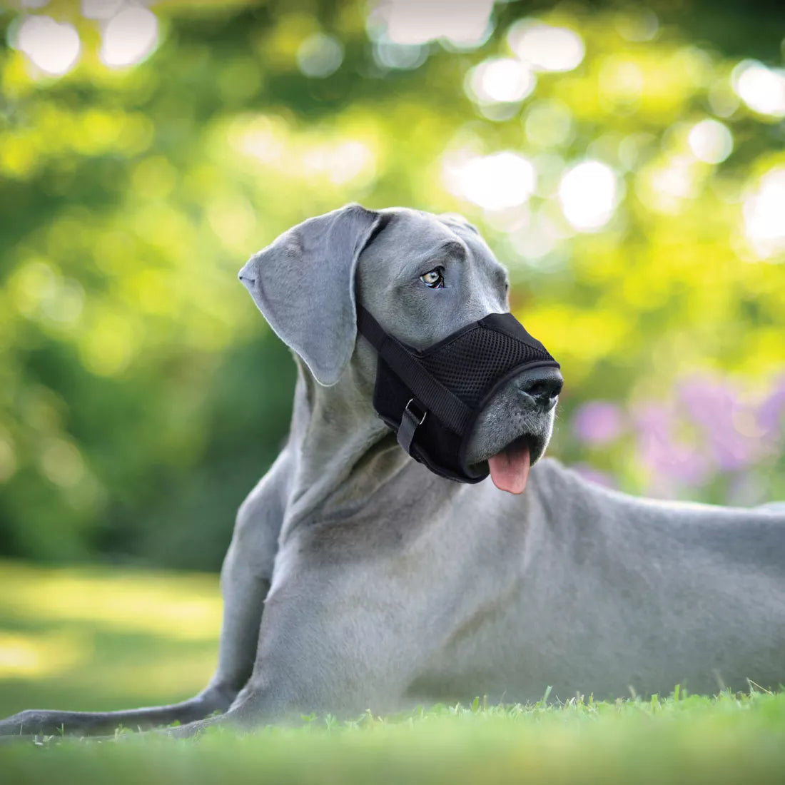 Coastal Best Adjustable Black Muzzle-Large - Image 2