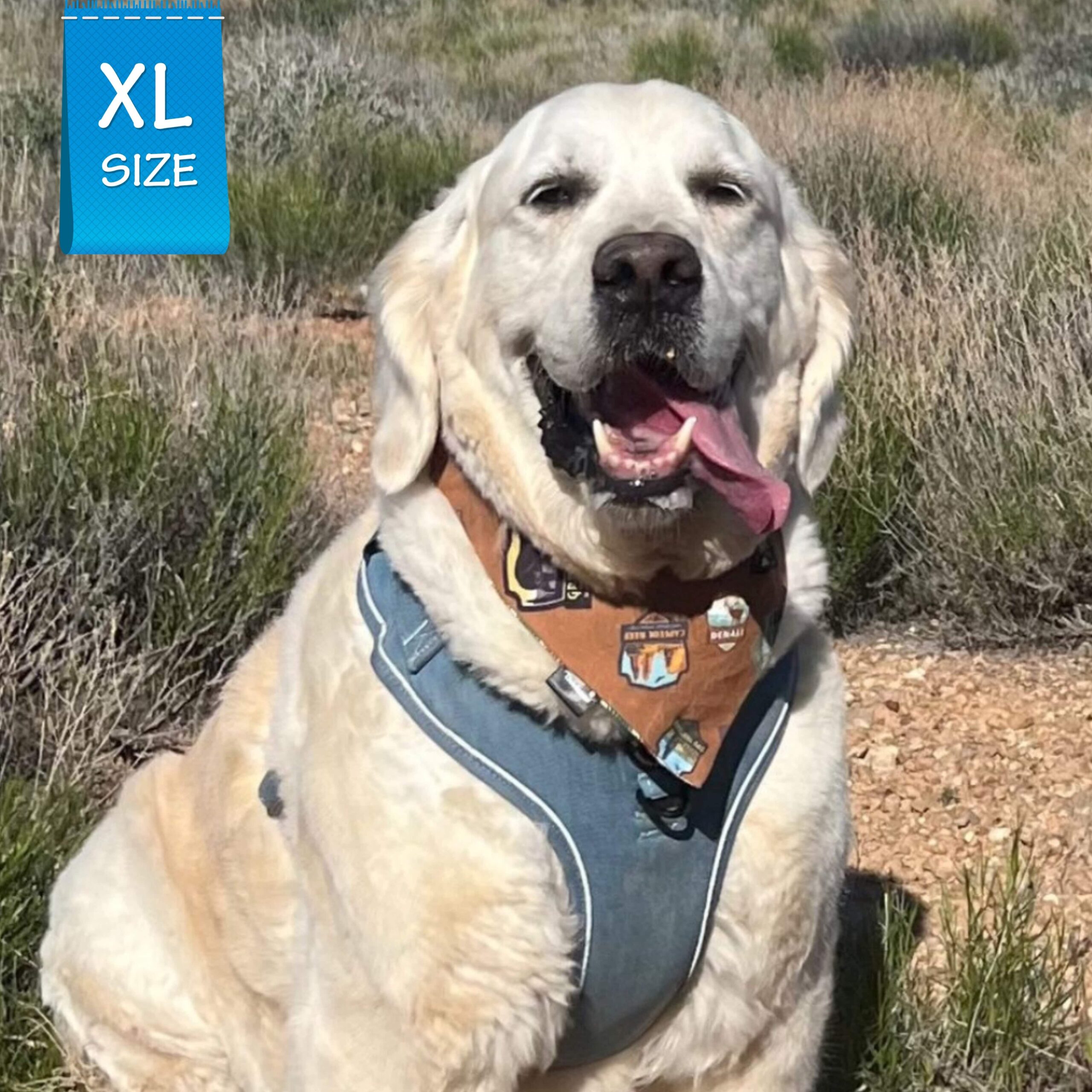 Denim Dog Harness - Reflective and No Pull - Yellow Lab wearing Downtown Denim Dog Harness with reflective accents - standing on tan gravel with green grass surrounding - Wag Trendz