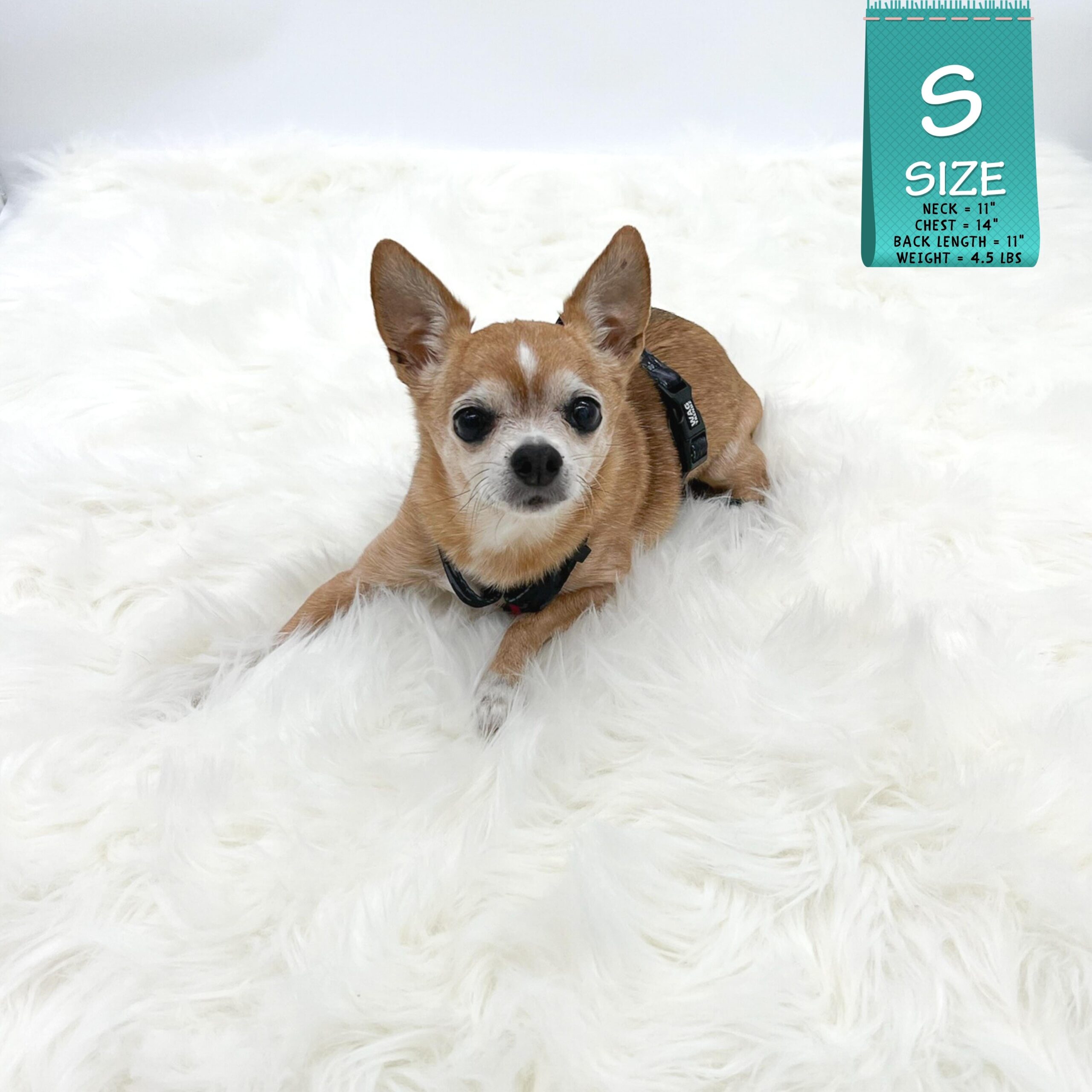 H Dog Harness - Roman Dog Harness - Chihuahua wearing small black and gray camo harness with bold hot pink accents laying down - against solid white background - Wag Trendz