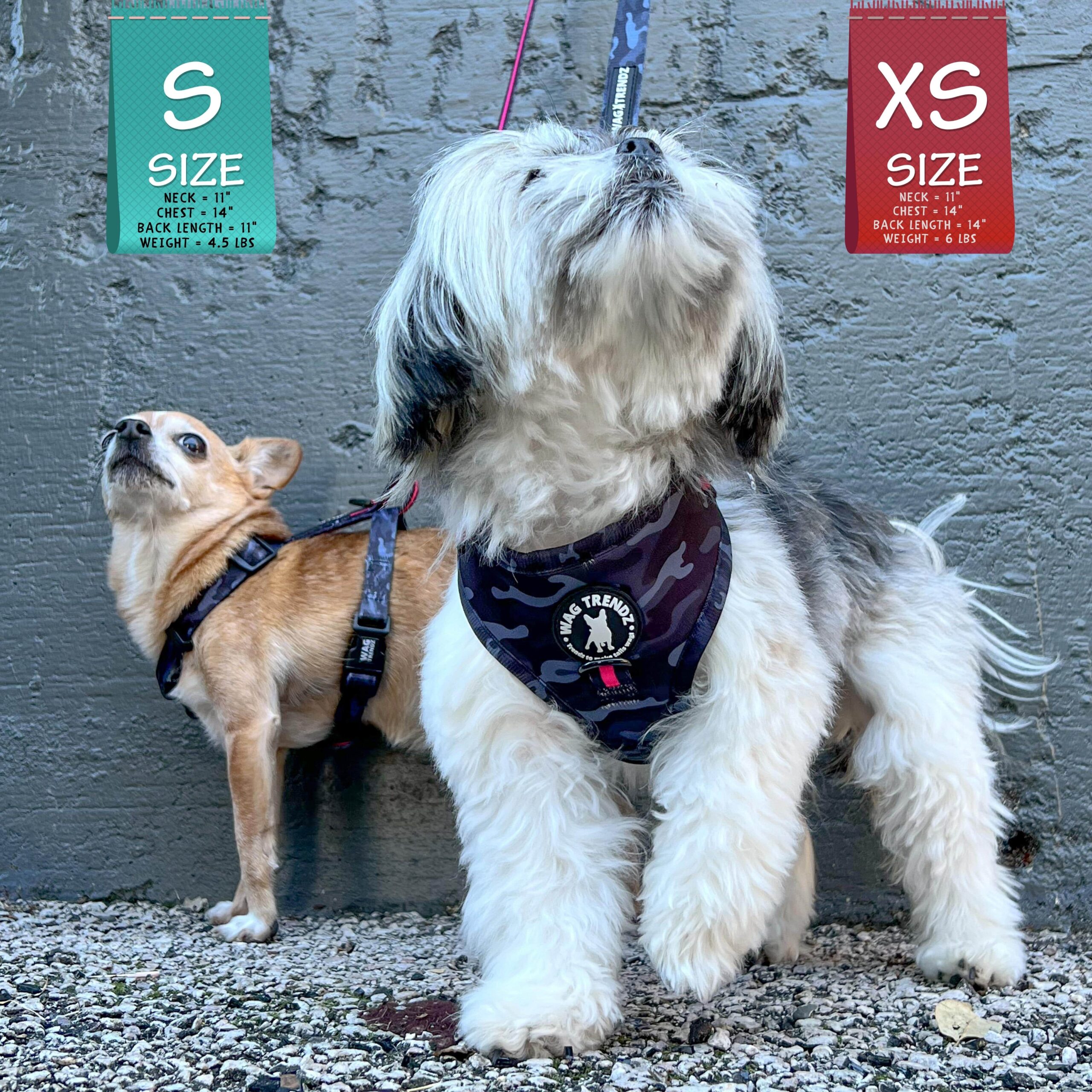 H Dog Harness - Roman Dog Harness - Chihuahua wearing small black and gray camo H harness and Shih Tsu wearing small harness vest with bold hot pink accents with matching dog leashes attached - standing outdoors on a concrete with gray concrete wall in background - Wag Trendz