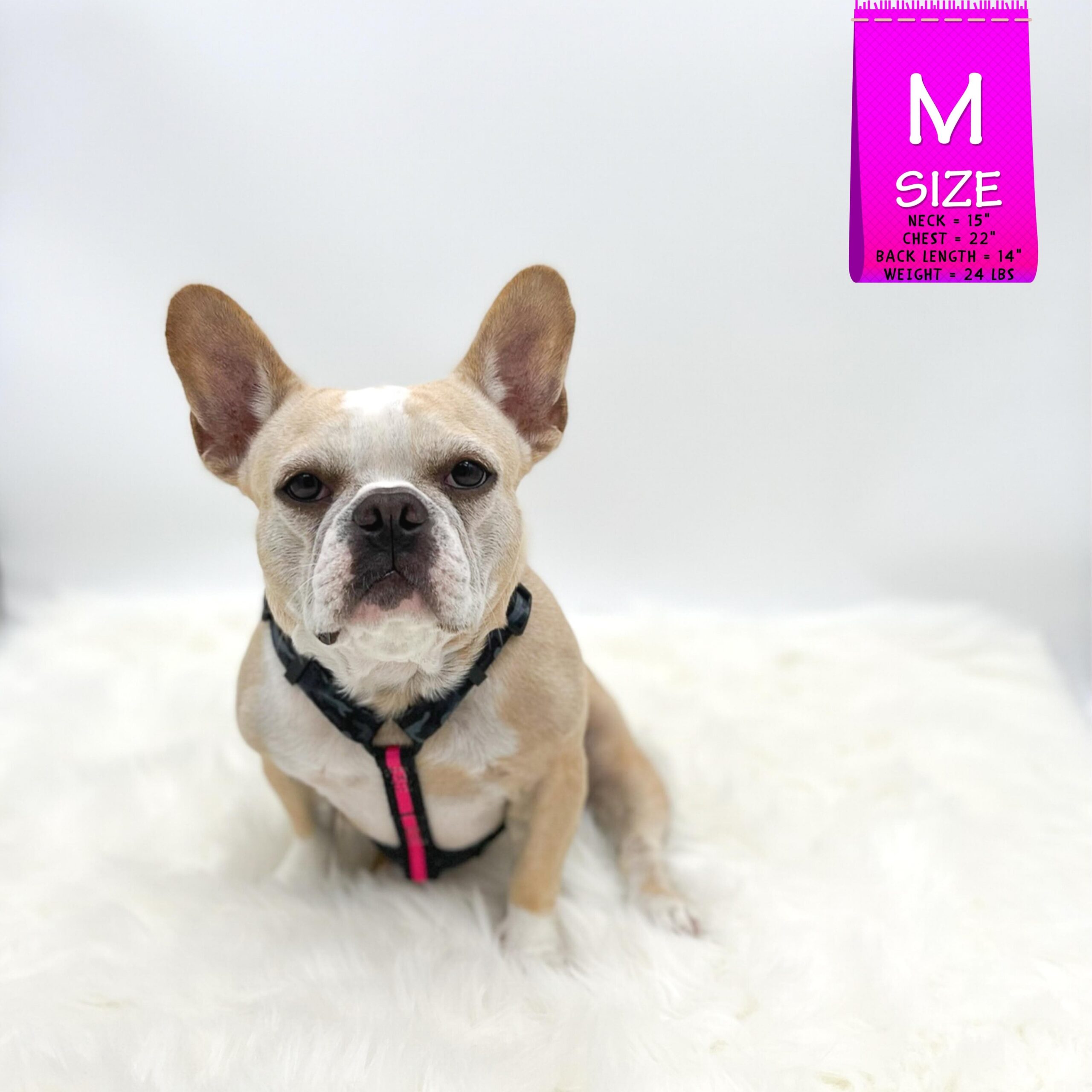H Dog Harness - Roman Dog Harness - French Bulldog sitting and wearing medium black and gray camo harness with bold hot pink accents - against solid white background - Wag Trendz