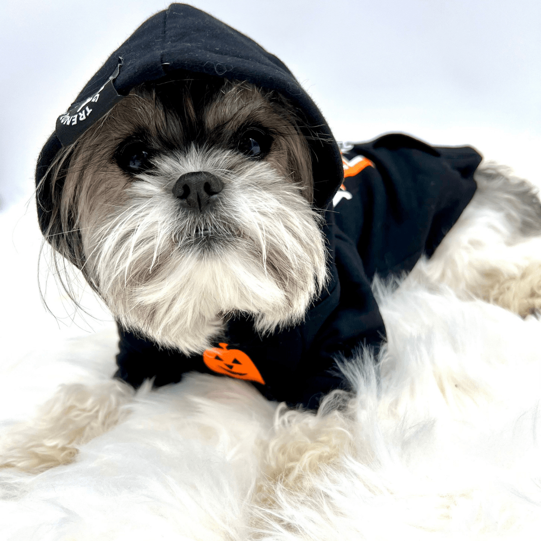 Hooded Sweatshirt For Dogs - small dog wearing - "Shake Your BOO Thang" hooded sweatshirt in black with white background worn by cute dog with hood on and orange pumpkin on front - Wag Trendz