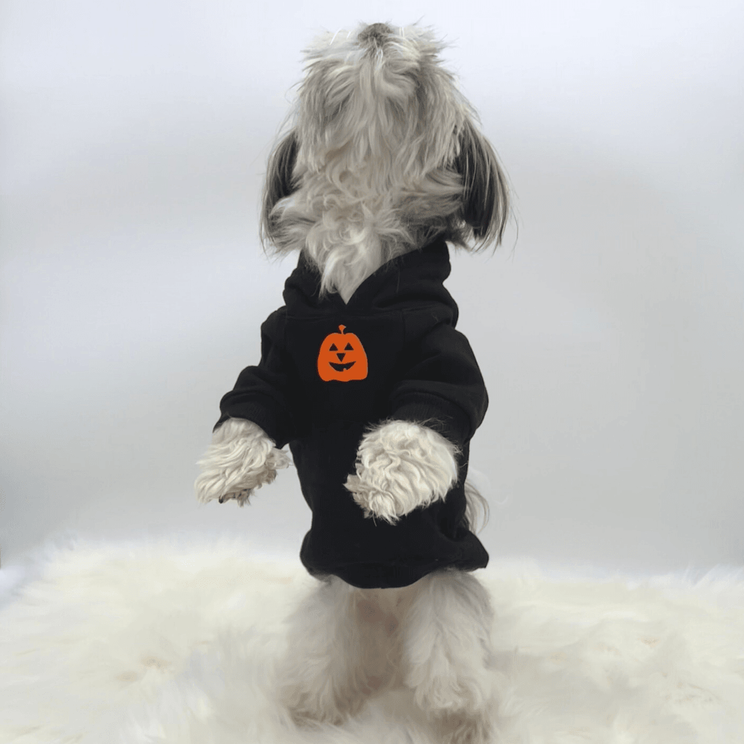 Hooded Sweatshirt For Dogs - Halloween - small dog wearing "Shake Your BOO Thang" hooded sweatshirt in black with orange pumpkin on front - against solid white background - Wag Trendz