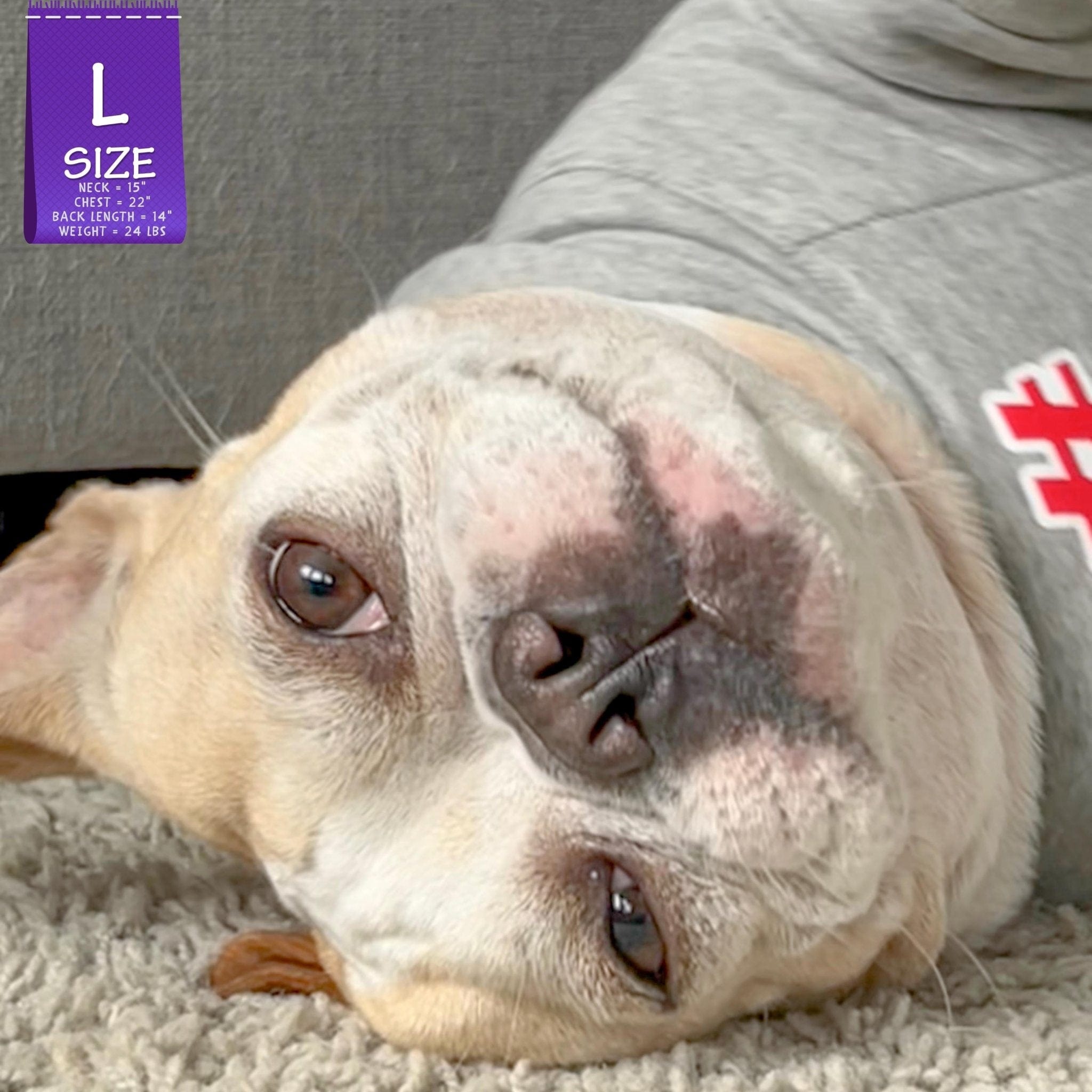 Hooded Sweatshirt For Dogs - French Bulldog wearing "Sorry Not Sorry" hooded sweatshirt in gray - front view has a # outlined in red - laying upside down indoors - Wag Trendz