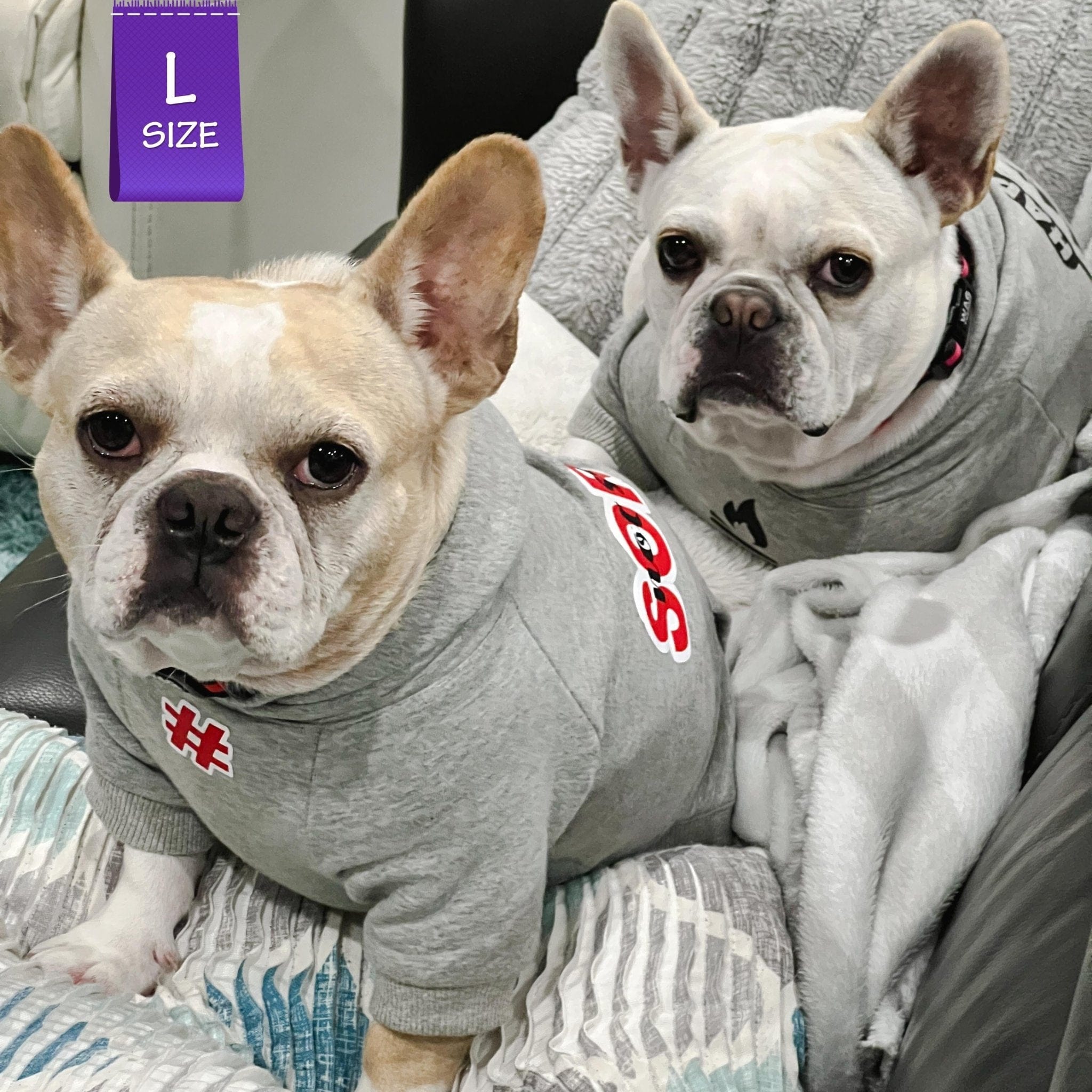 Hooded Sweatshirt For Dogs - French Bulldogs wearing "Sorry Not Sorry" hooded sweatshirts in gray - front view has a # outlined in red - sitting on the sofa - Wag Trendz