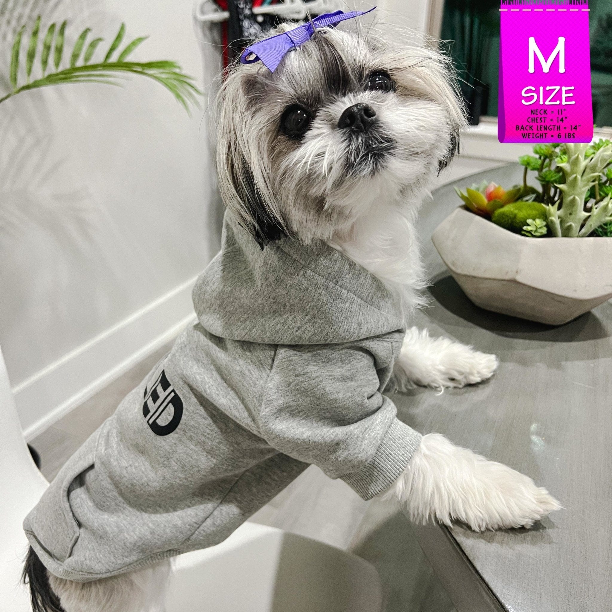 Hooded Sweatshirt For Dogs - Shih Tzu wearing “SPOILED” hooded sweatshirt in gray - side view with SPOILED in black lettering - indoors standing at the table - Wag Trendz