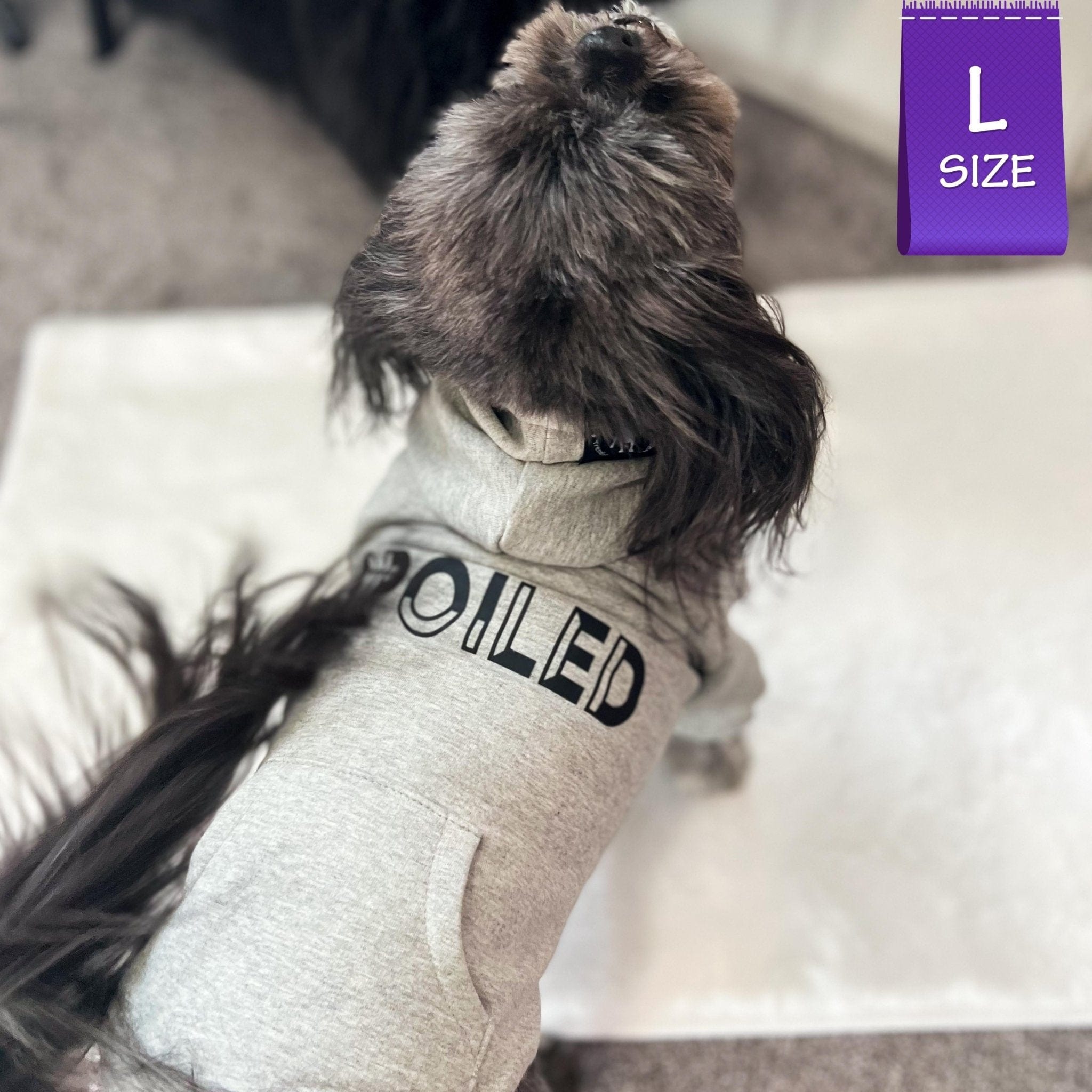 Hooded Sweatshirt For Dogs - Shih Tzu wearing “SPOILED” hooded sweatshirt in gray - backside view with SPOILED in black lettering - standing indoors - Wag Trendz