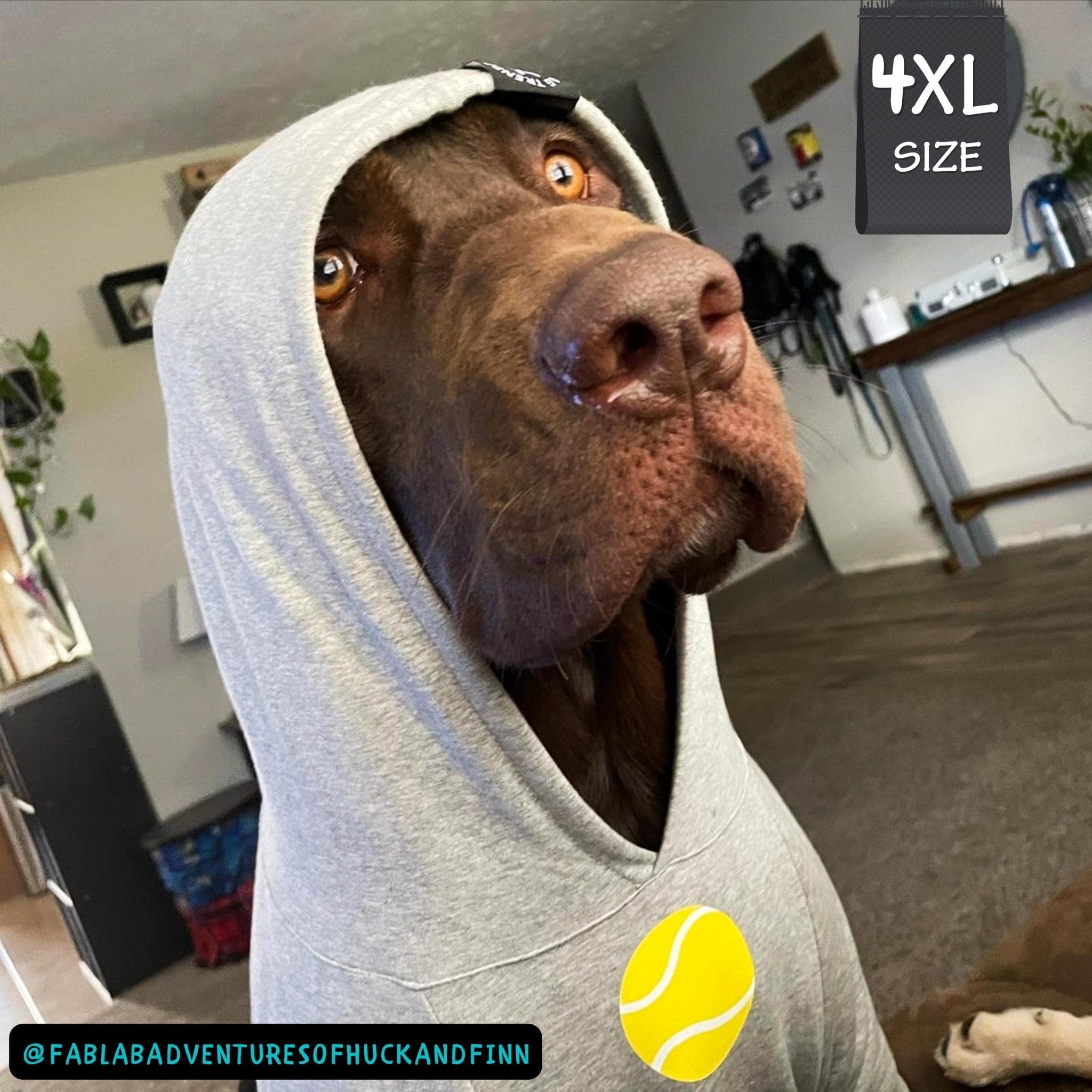 Hooded Sweatshirt For Dogs - Chocolate Lab wearing Ball Brain Hooded Sweatshirt - gray with yellow ball on front - sitting indoors - Wag Trendz