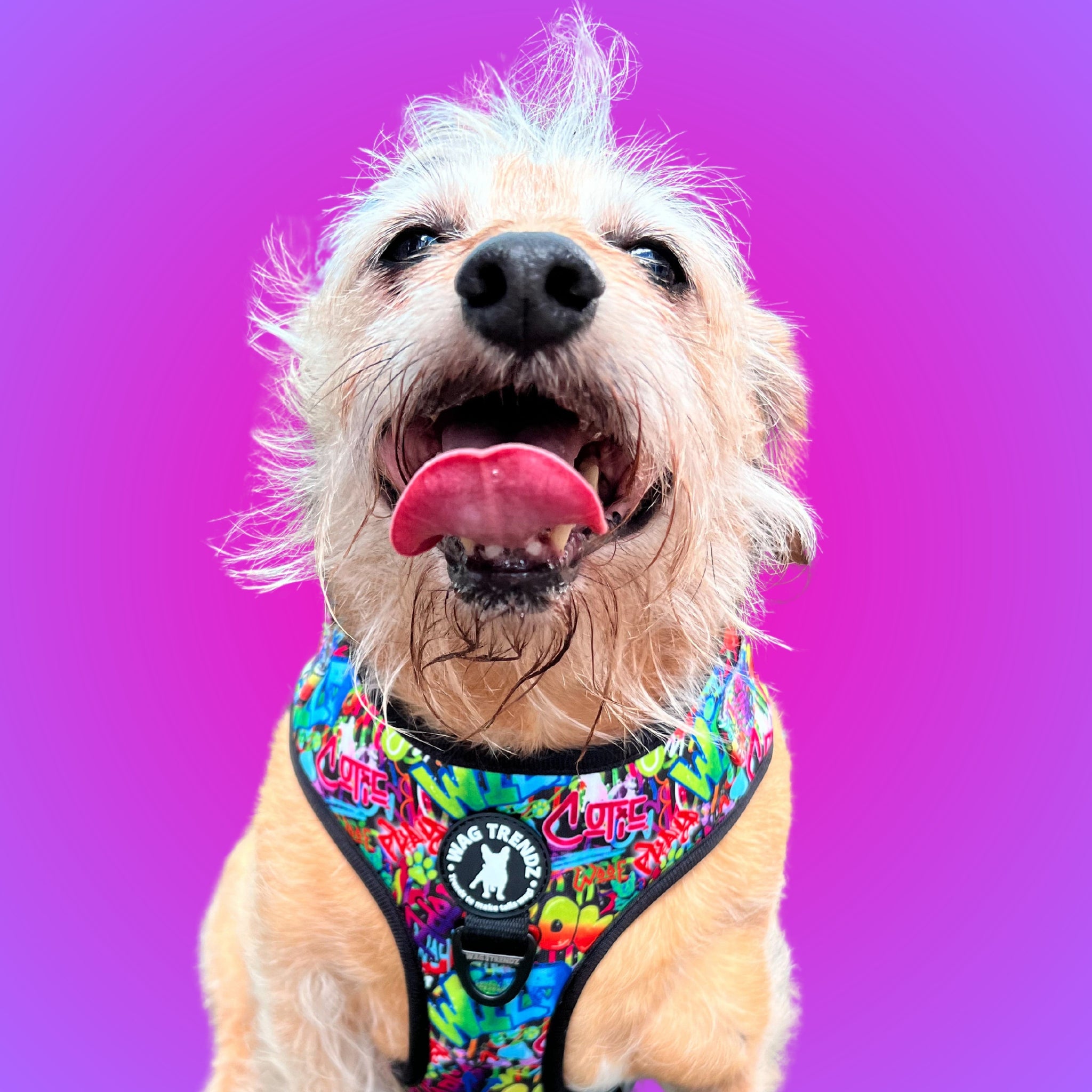 No Pull Dog Harness - longhair small dog with a purple gradient background - multi-colored street graffiti design - Wag Trendz