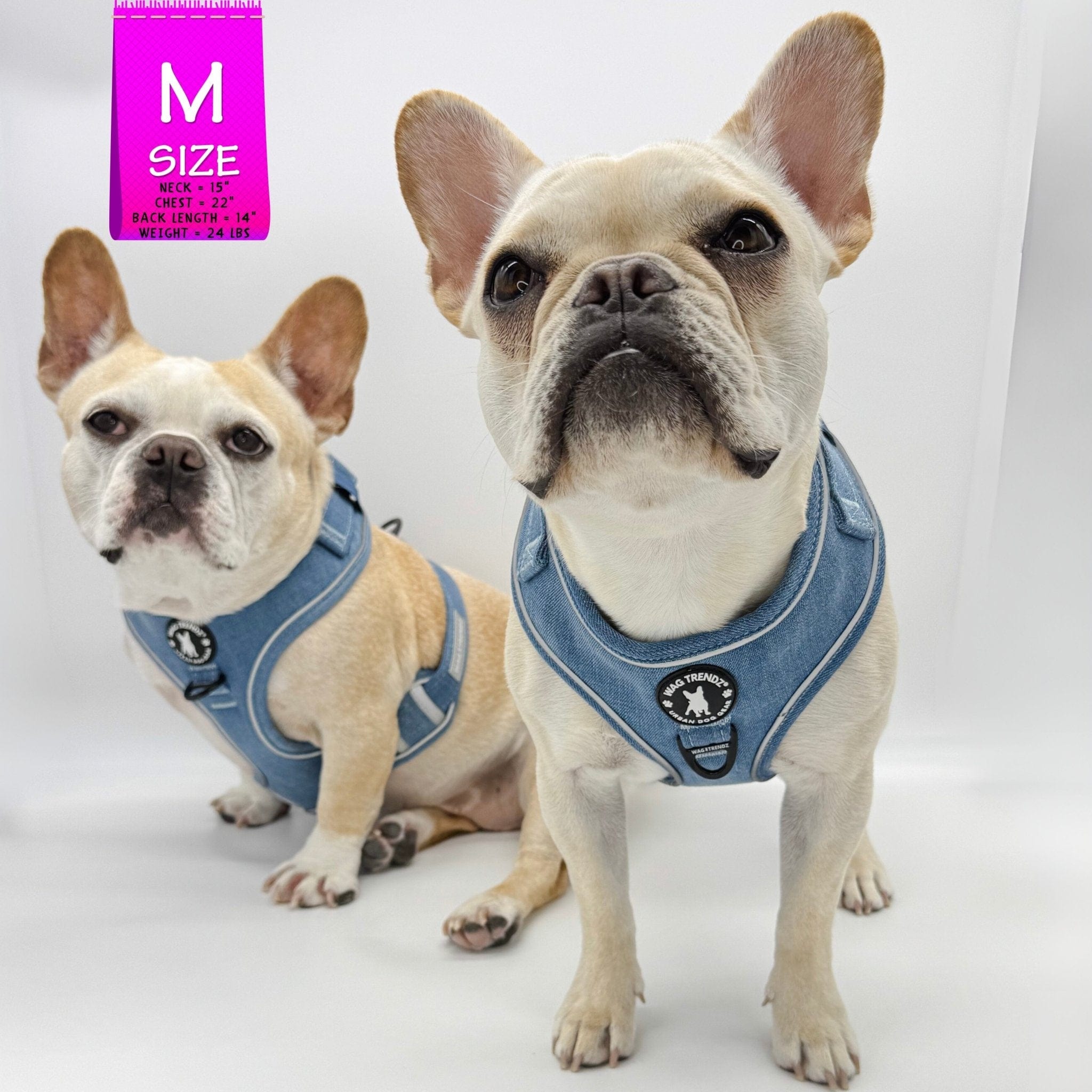 Denim Dog Harness - Reflective and No Pull - French Bulldogs wearing Downtown Denim Dog Harness with Reflective Accents - against solid white background - Wag Trendz