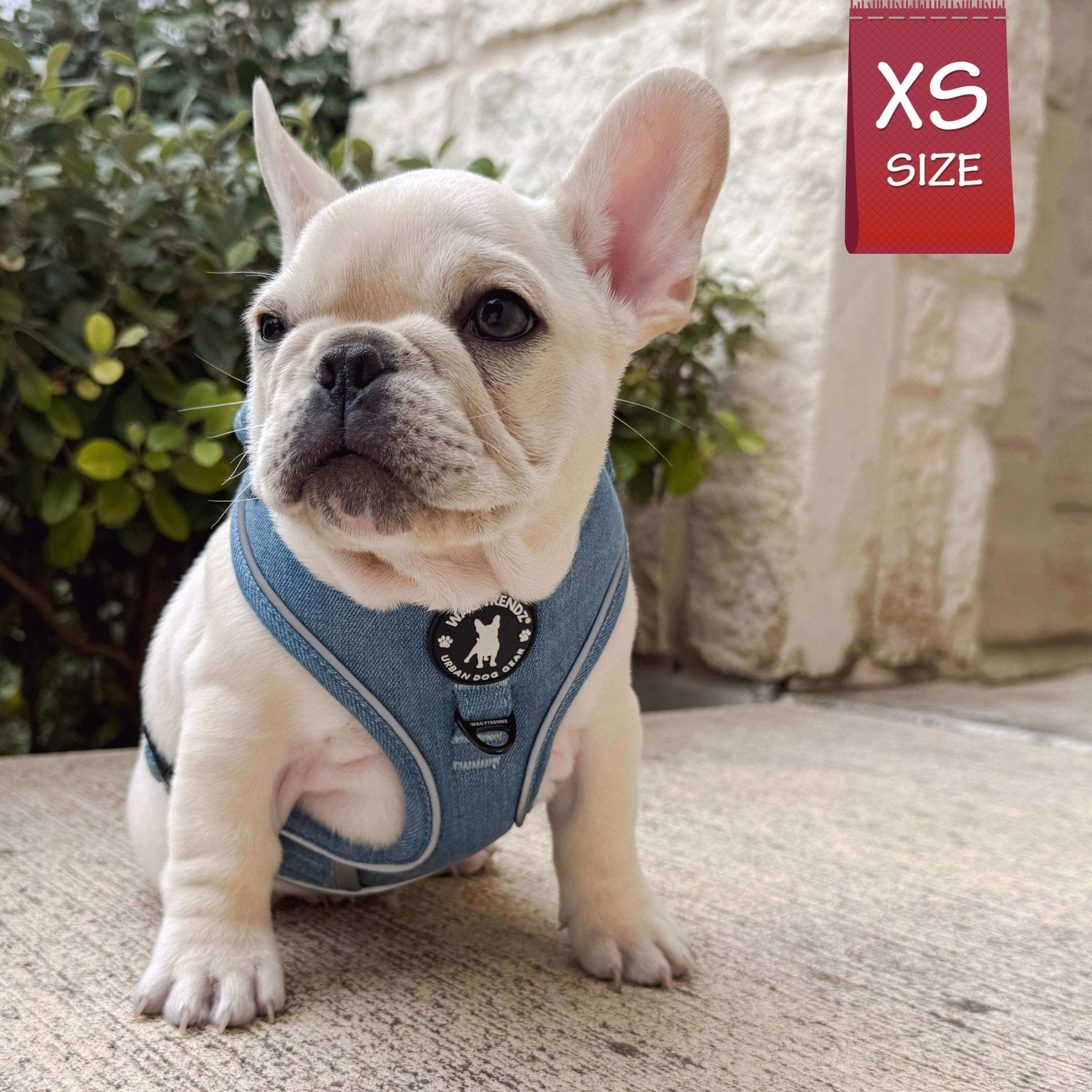 Denim Dog Harness - Reflective and No Pull - French Bulldog puppy wearing Downtown Denim Reflective Dog Harness with Reflective Accents - sitting on sidewalk - Wag Trendz