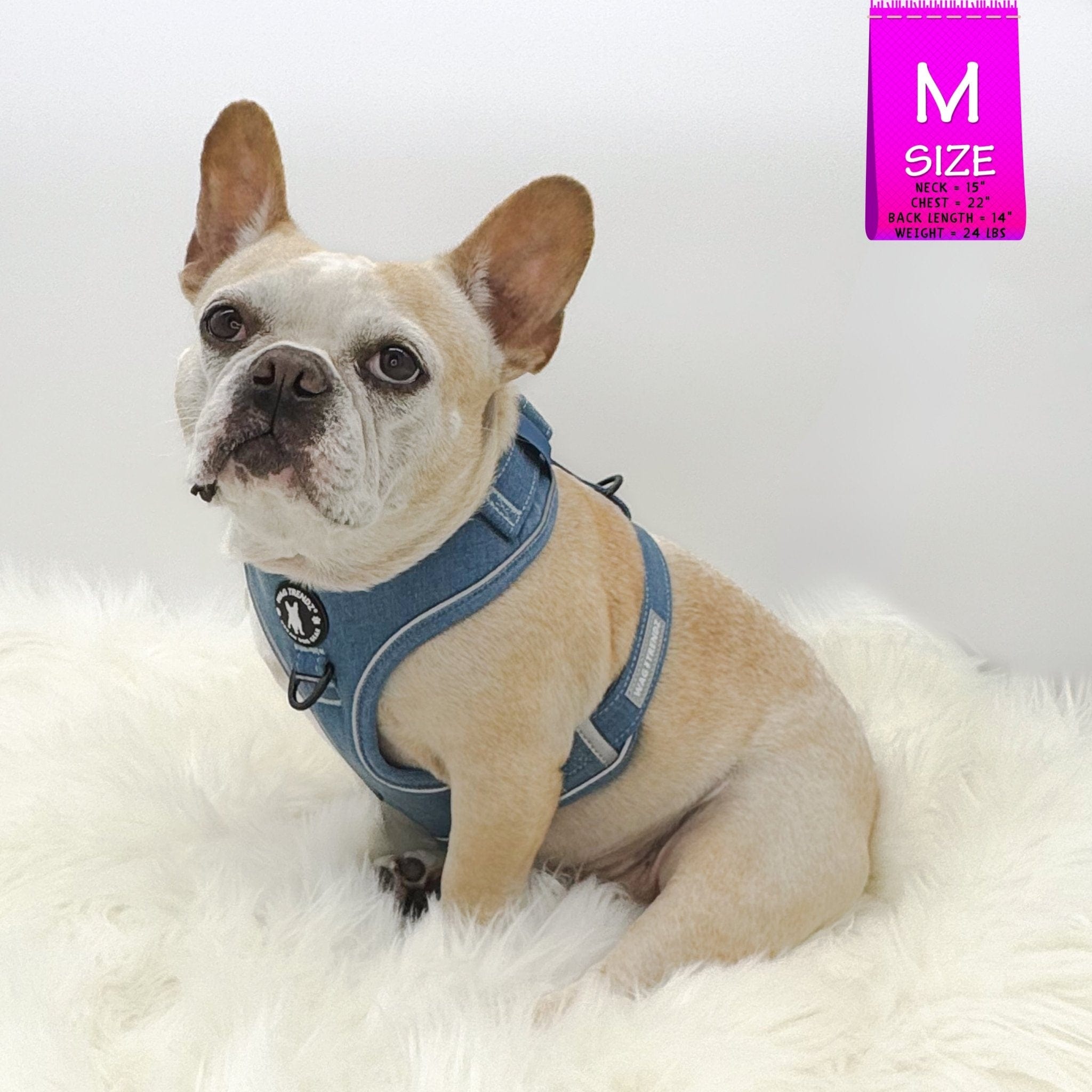 Denim Dog Harness - Reflective and No Pull - French Bulldog wearing Downtown Denim Dog Harness with reflective accents sitting on teal carpet showing the backside of the harness - Wag Trendz