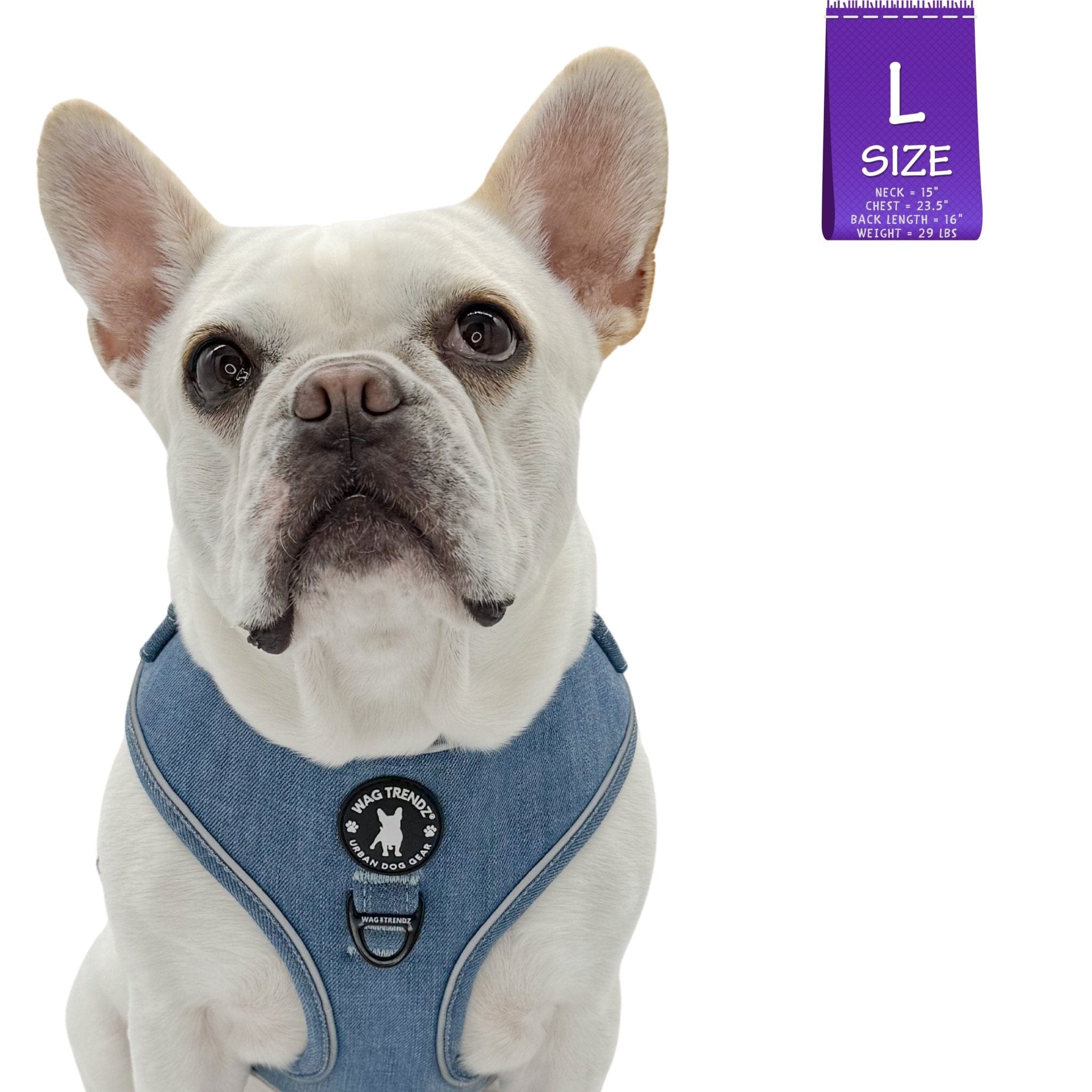 Denim Dog Harness - Reflective and No Pull - French Bulldog wearing Downtown Denim Reflective Dog Harness with Reflective Accents - against solid white background - Wag Trendz