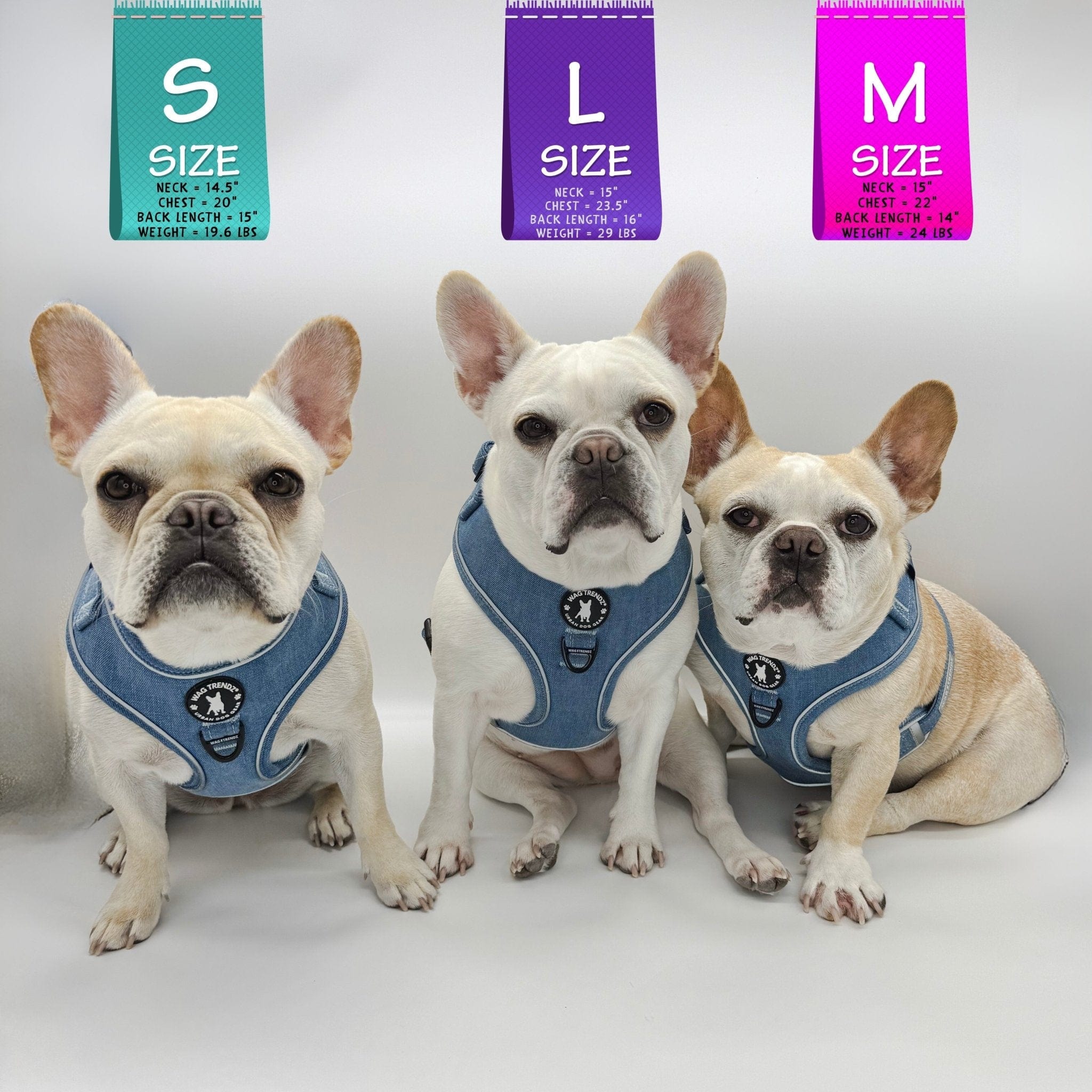 Denim Dog Harness - Reflective and No Pull - French Bulldogs wearing Downtown Denim Dog Harnesses with Reflective Accents - against solid white background - Wag Trendz