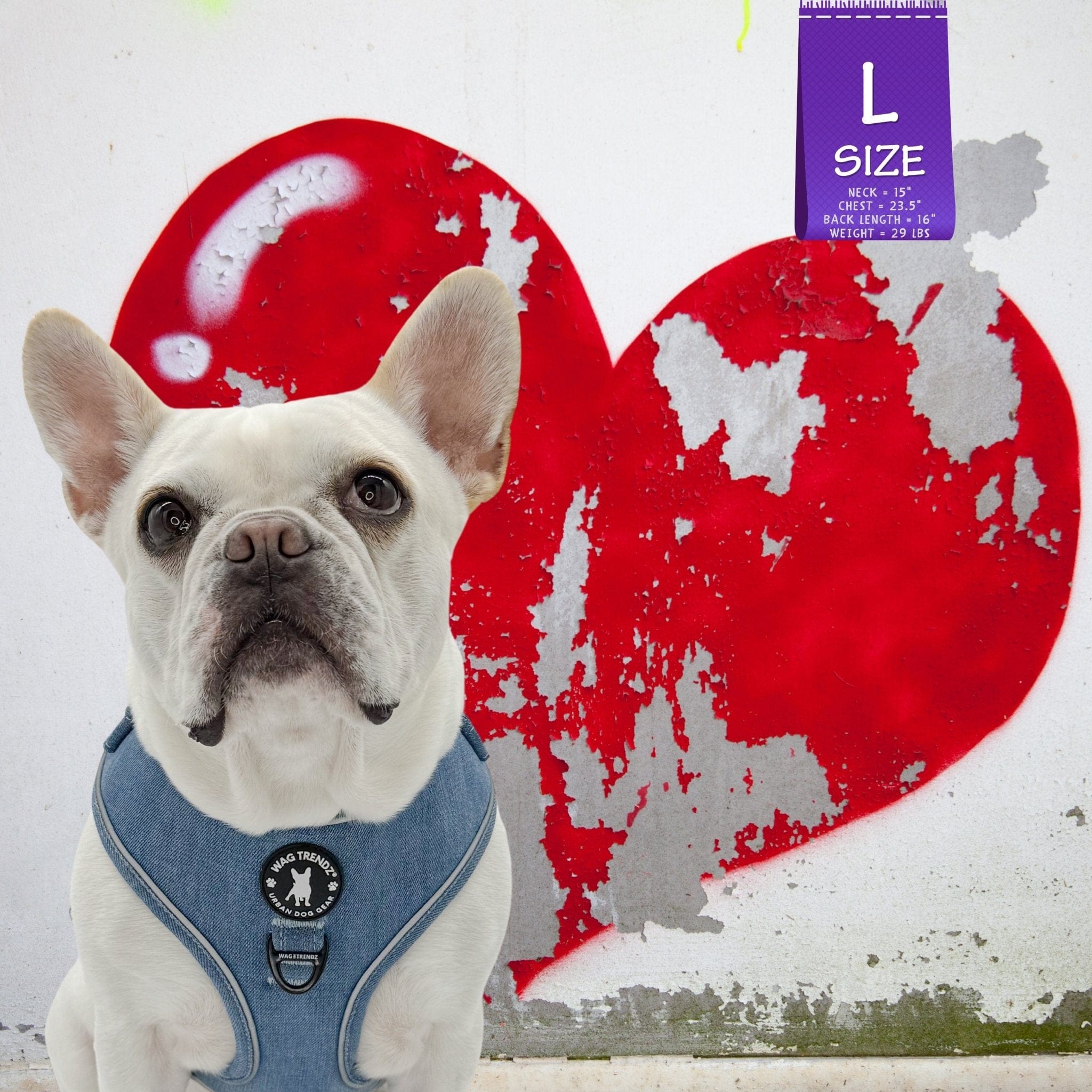 Denim Dog Harness - Reflective and No Pull - French Bulldog wearing Downtown Denim Dog Harness with Reflective Accents - background is a white and gray concrete wall with a big red heart - Wag Trendz
