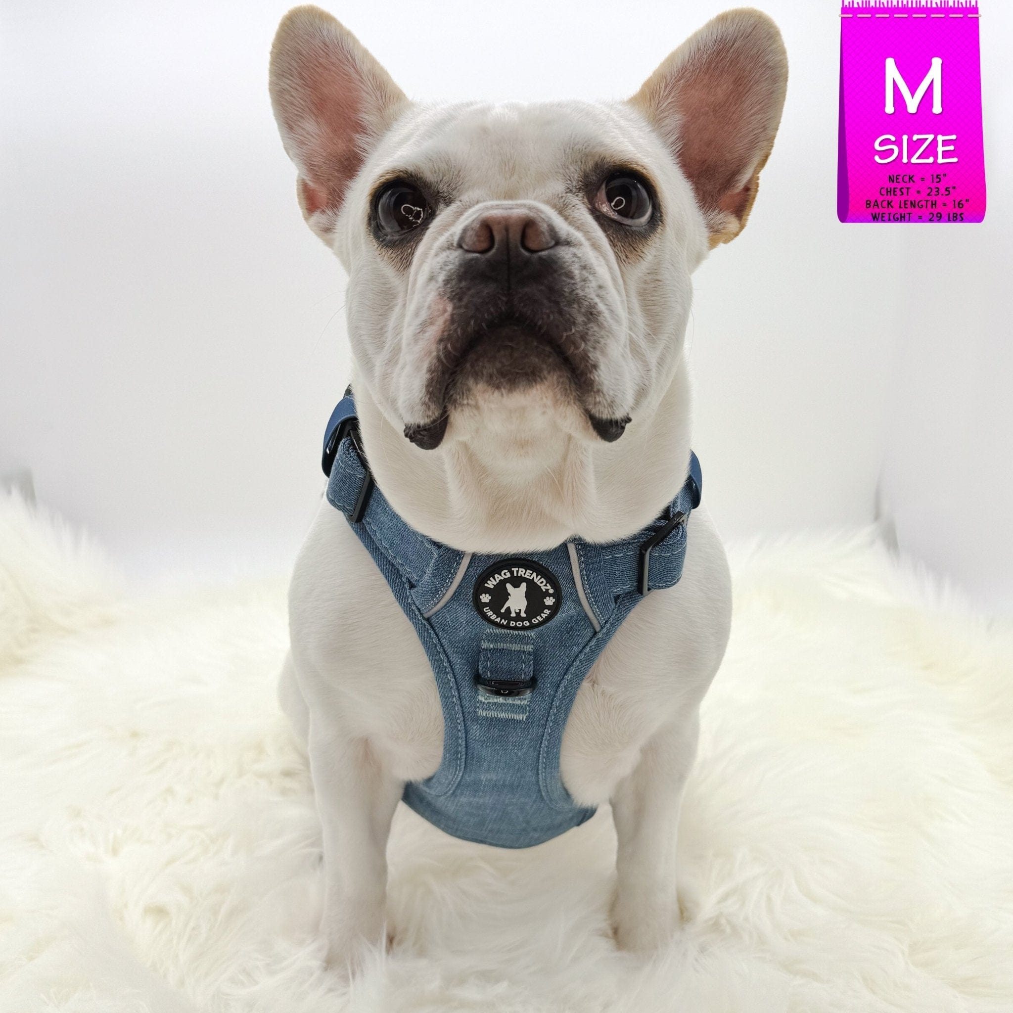 Dog Harness With Handle - No Pull - French Bulldog wearing a Medium Downtown Denim Dog Harness with Handle - against solid white background - Wag Trendz