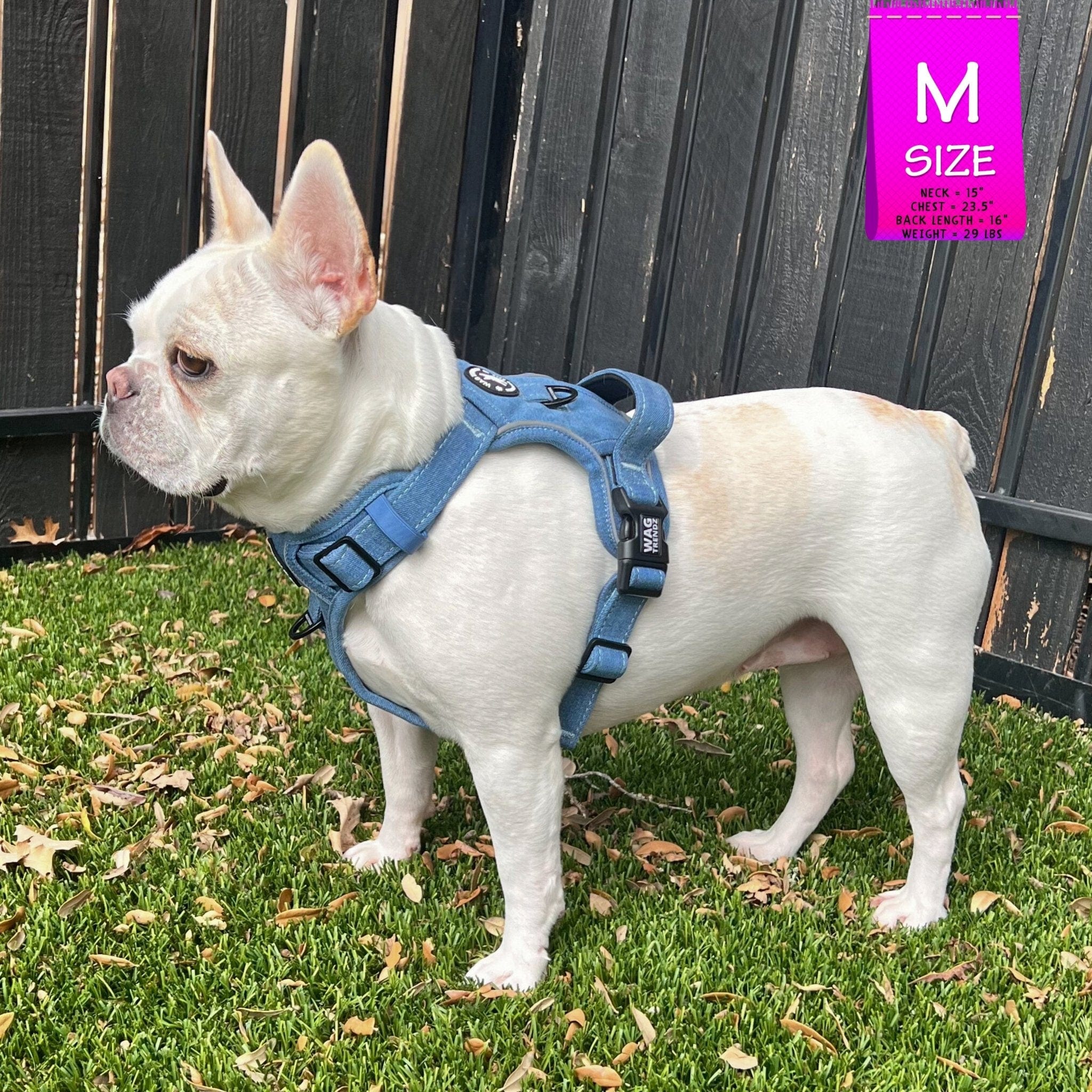 Dog Harness With Handle - No Pull - French Bulldog wearing a Medium Downtown Denim Dog Harness with Handle - standing outdoors in the green grass with a black fence in background - Wag Trendz