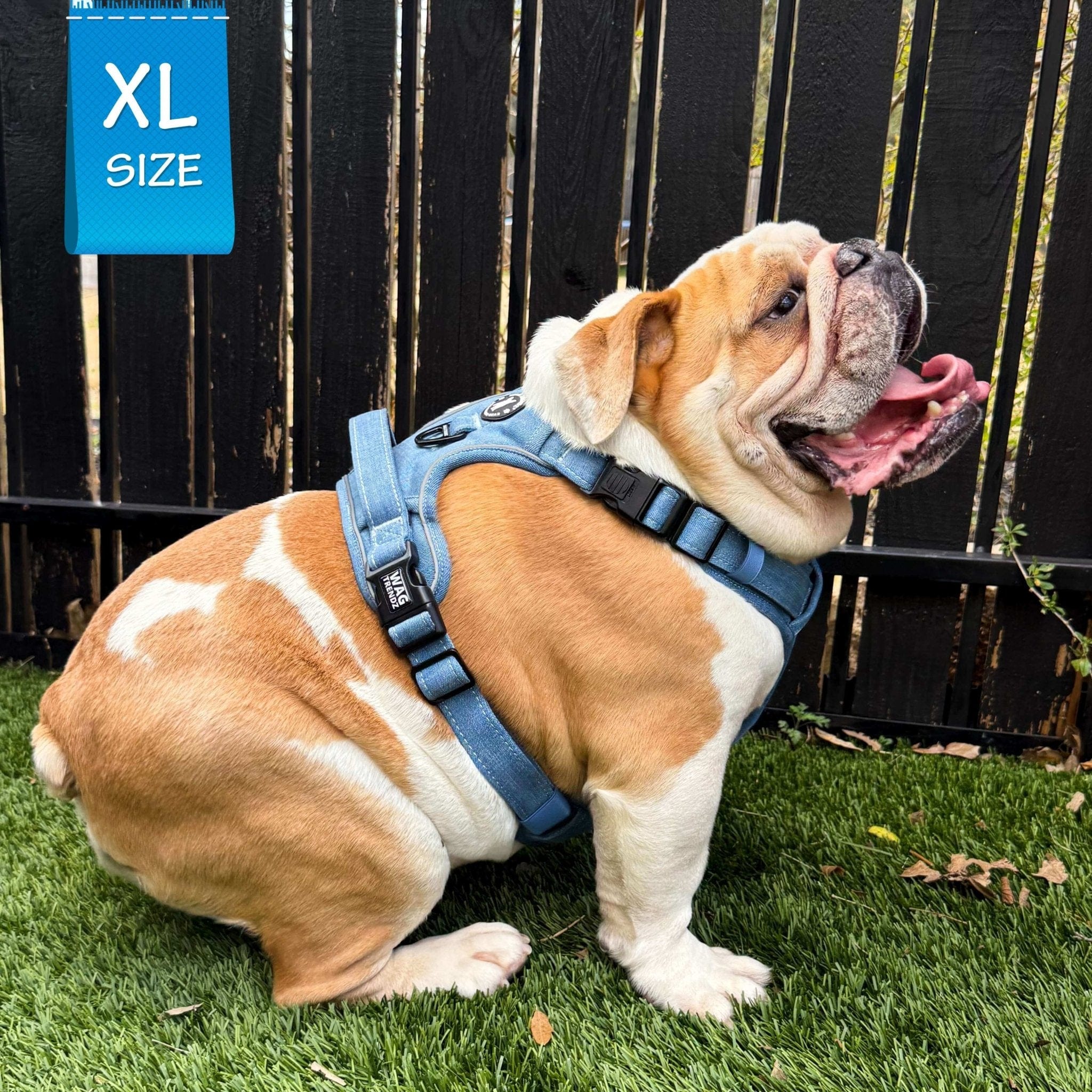 Dog Harness With Handle - No Pull - English Bulldog Dog wearing XL Downtown Denim Dog Harness with Handle - sitting outside on grass - Wag Trendz