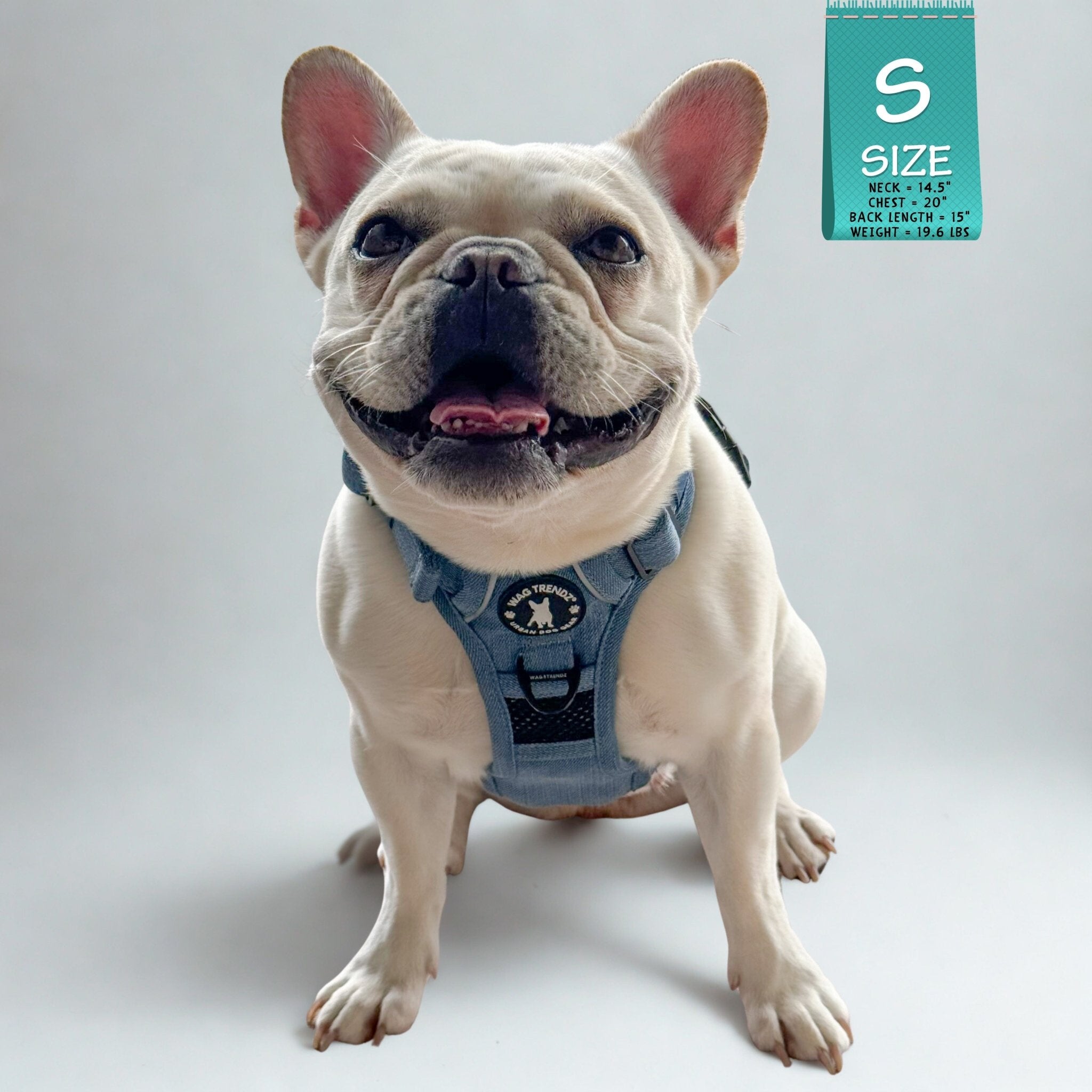 Dog Harness With Handle - No Pull - French Bulldog wearing small Downtown Denim Dog Harness with Handle - sitting on white background - Wag Trendz