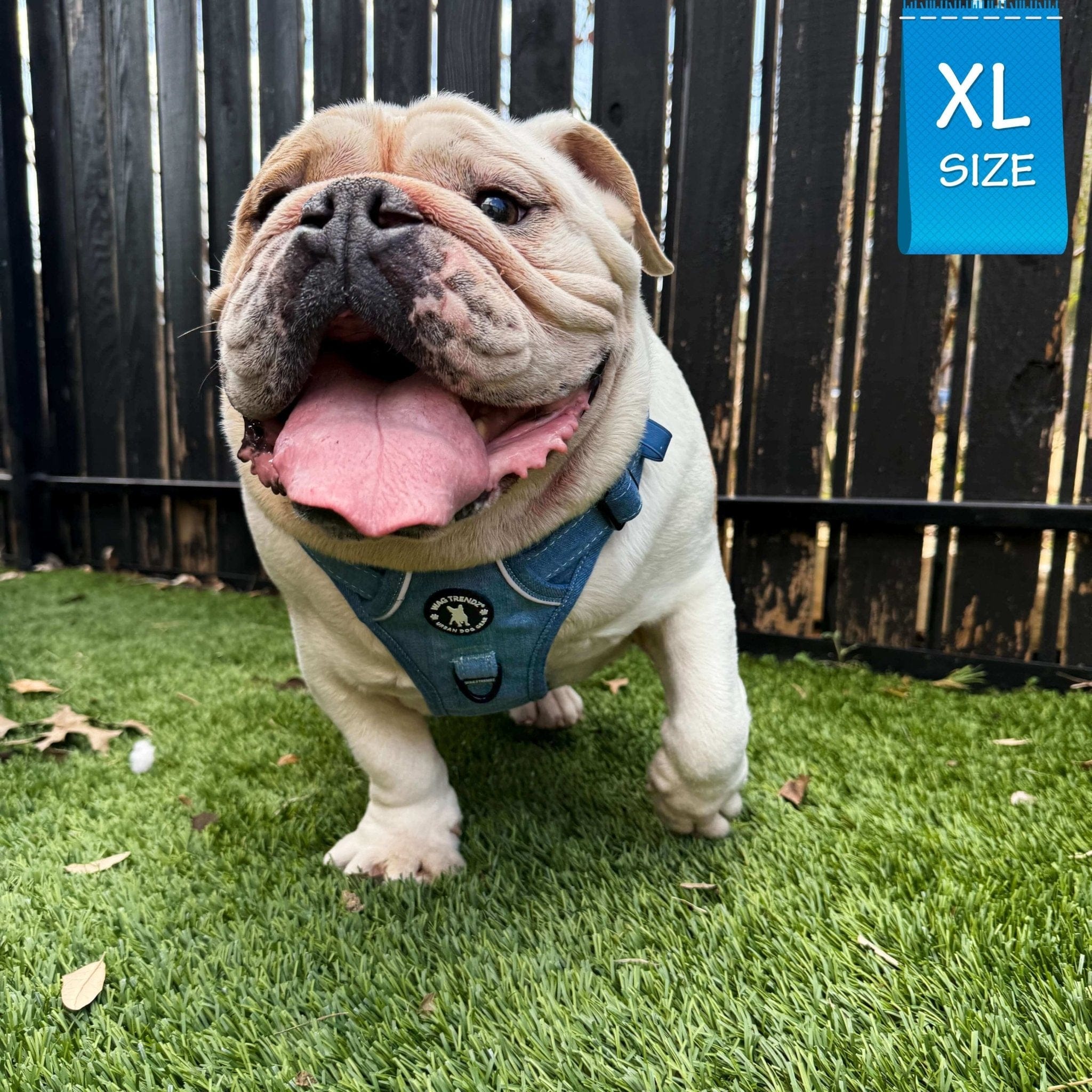 Dog Harness With Handle - No Pull - English Bulldog wearing XL Downtown Denim Dog Harness with Handle - sitting outside on grass with tongue out - Wag Trendz