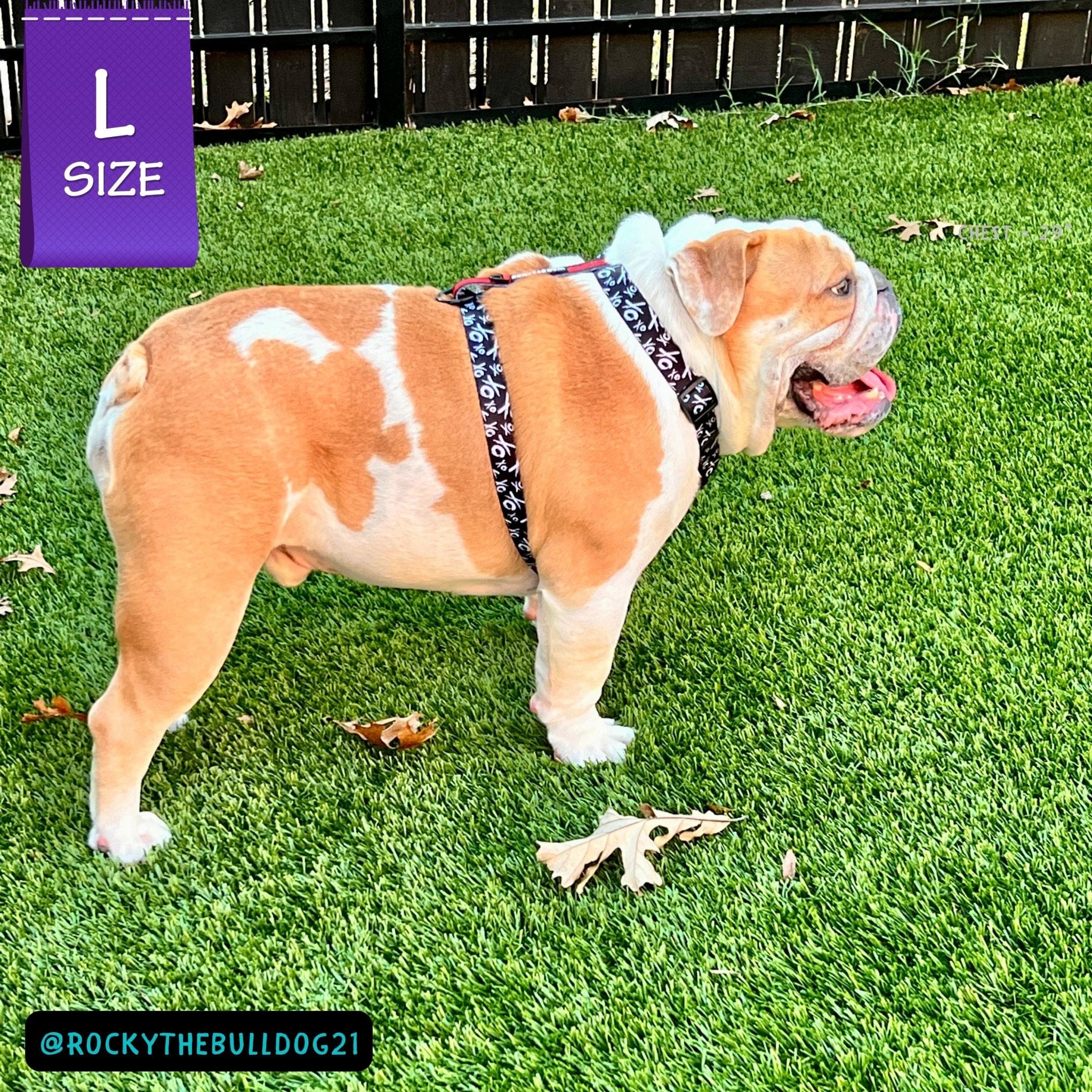 H Dog Harness - Roman Dog Harness - English Bulldog wearing black and white XO pattern harness with red accents - side view - standing outdoors in green grass - Wag Trendz