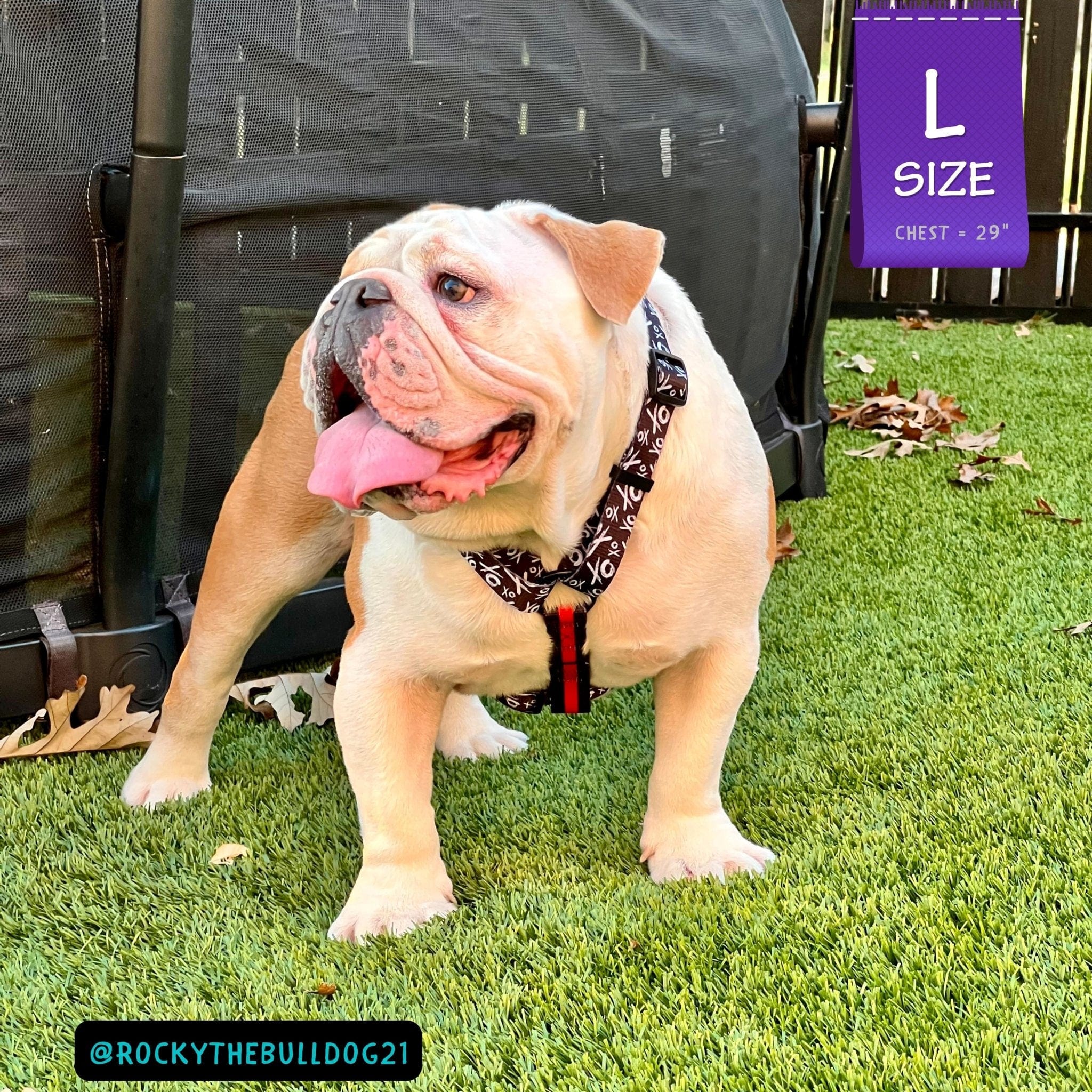 H Dog Harness - Roman Dog Harness - English Bulldog wearing black and white XO pattern harness with red accents - standing outdoors looking off to the left in green grass - Wag Trendz