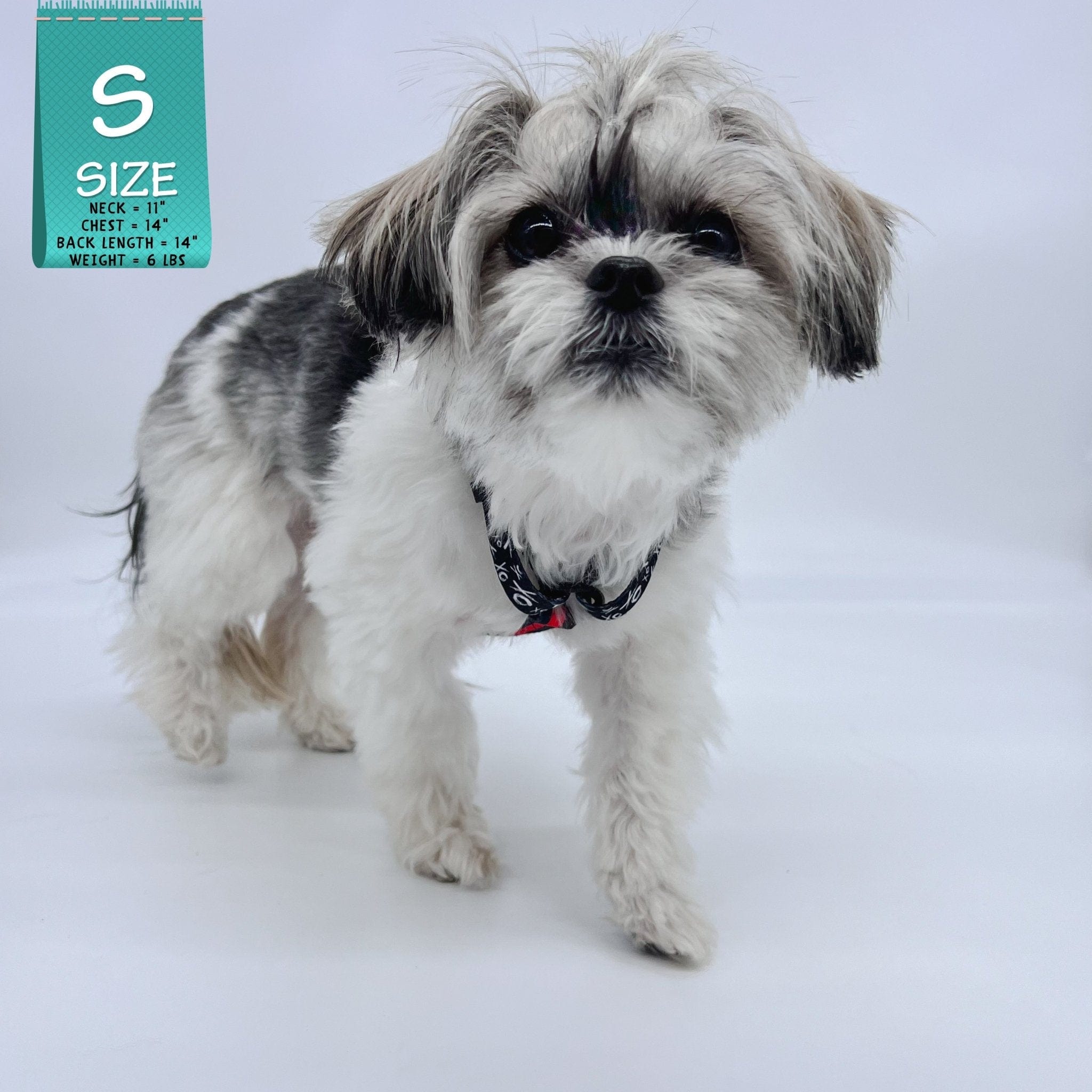 H Dog Harness - Roman Dog Harness - Shih Tzu wearing black and white XO pattern with red accents - against solid white background - Wag Trendz