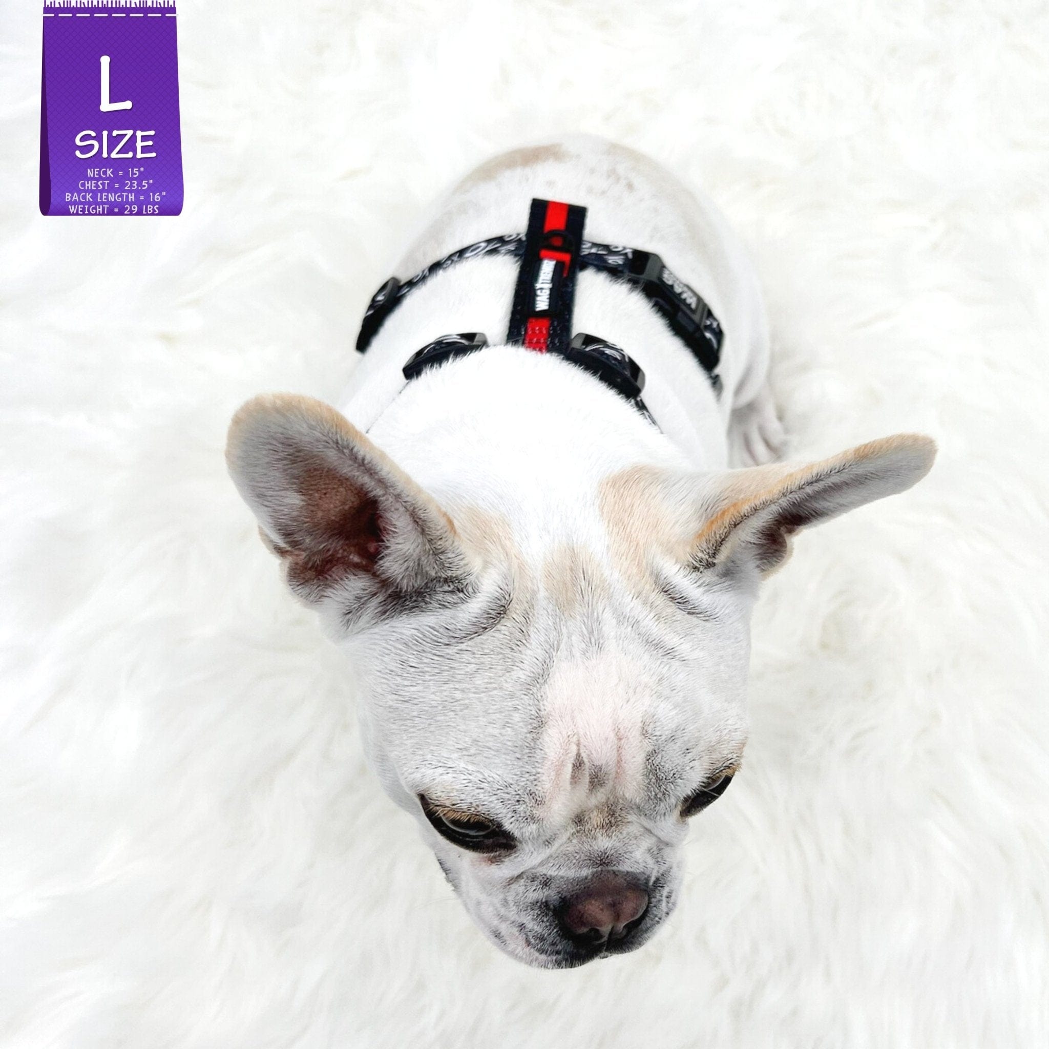 H Dog Harness - Roman Dog Harness - French Bulldog wearing black and white XO pattern harness with red accents - top view - against solid white background - Wag Trendz