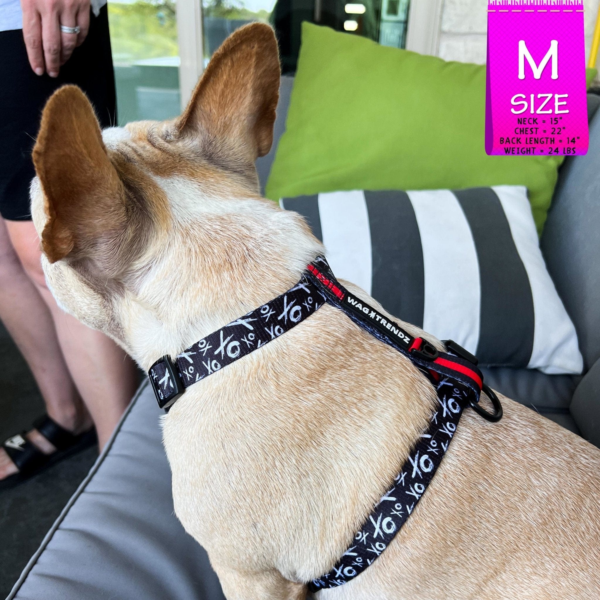 H Dog Harness - Roman Dog Harness - French Bulldog wearing black and white XO pattern harness with red accents - top view - sitting on a gray couch with gray pillows - Wag Trendz