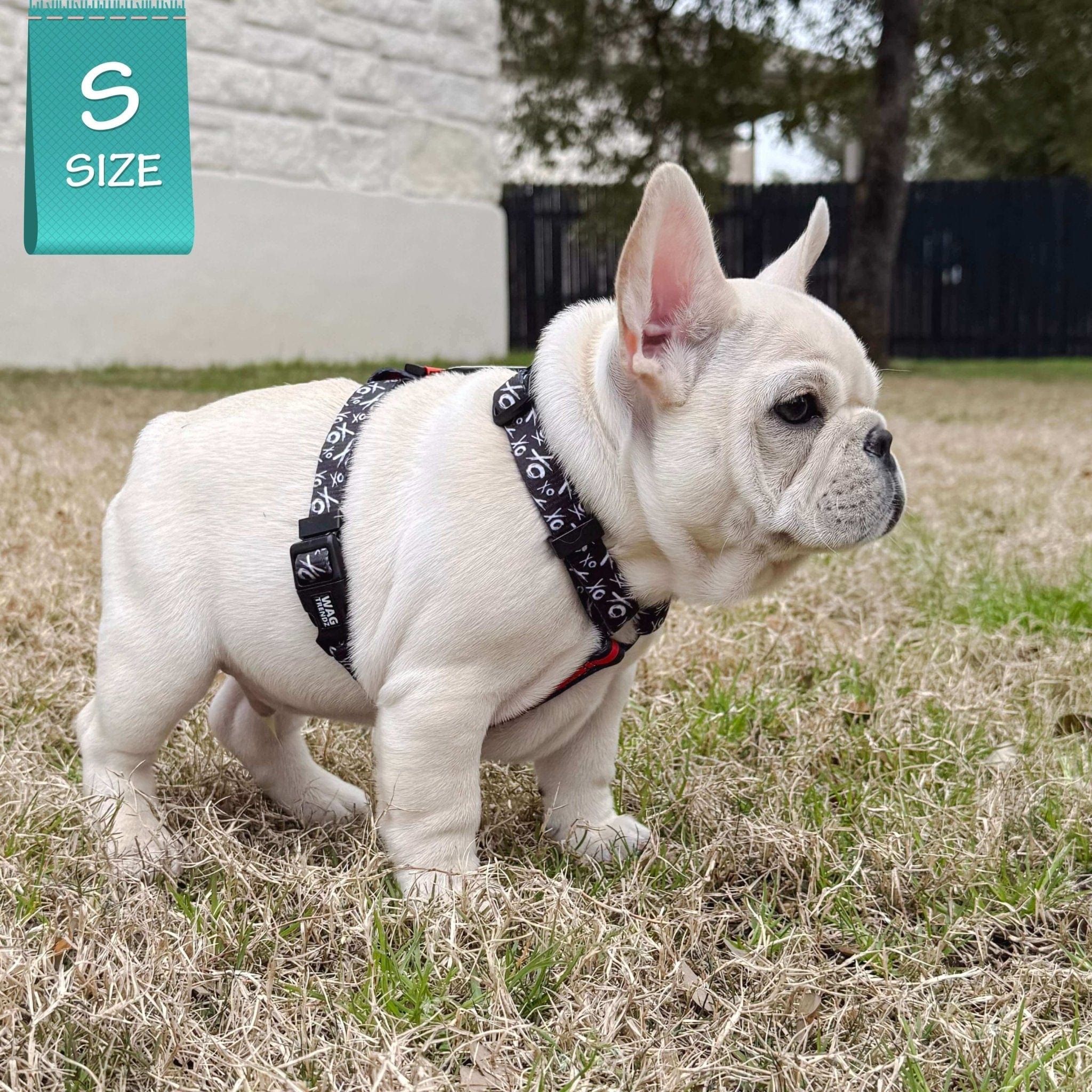 H Dog Harness - Roman Dog Harness - French Bulldog puppy wearing small black and white hugs and kisses H Dog Harness with bold red accent - sitting in grass - Wag Trendz