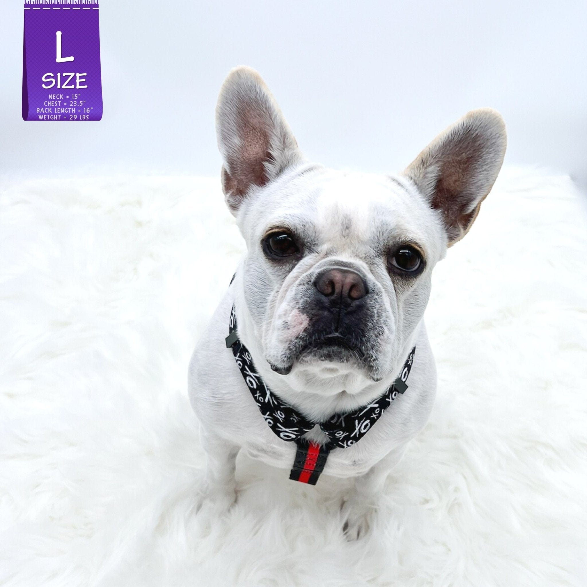H Dog Harness - Roman Dog Harness - French Bulldog wearing black and white XO pattern with red accents - against solid white background - Wag Trendz