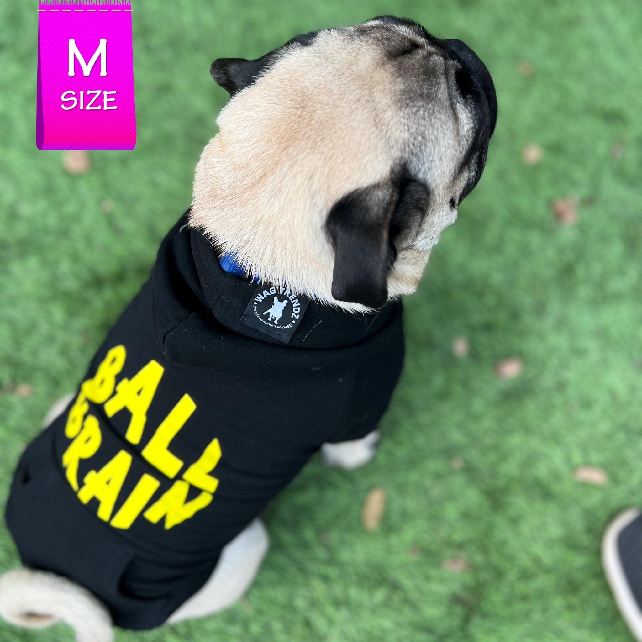 Hooded Sweatshirt For Dogs - Pug wearing Ball Brain hooded sweatshirt - black with yellow writing - sitting outdoors in the grass- Wag Trendz