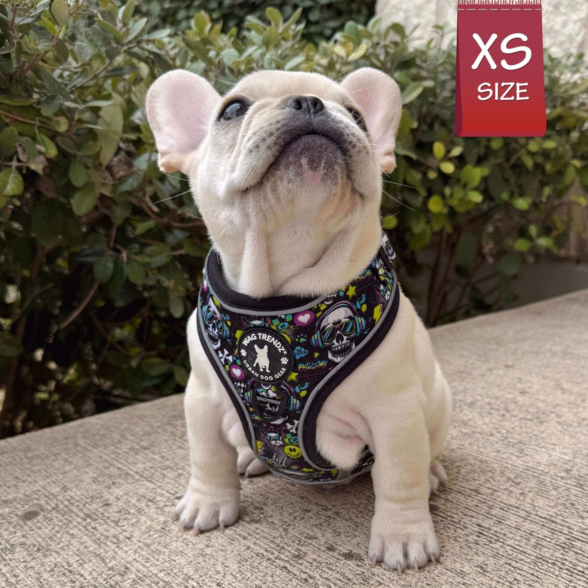 No Pull Dog Harness - Frenchie Bulldog puppy wearing Skull Society no pull dog harness with multicolored graphics in yellow, blue, purple with black background - sitting on sidewalk with green bushes in the background - Wag Trendz