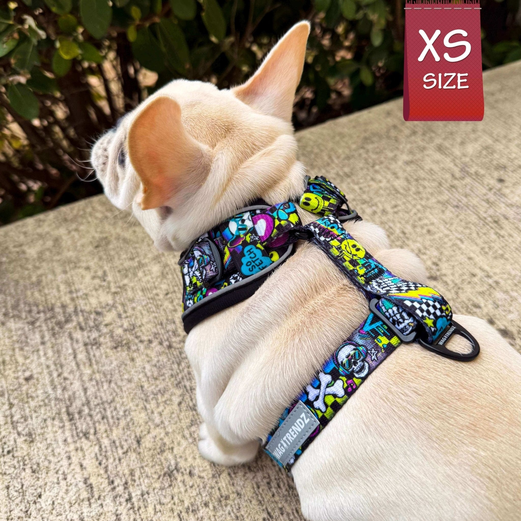 No Pull Dog Harness - Frenchie Bulldog puppu wearing Skull Society no pull dog harness with multicolored graphics in yellow, blue, purple with black background - back view of puppy sitting on sidewalk - Wag Trendz